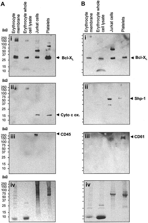 Fig. 2. Expression of Bcl-XL in terminally differentiated erythrocytes. / Bcl-XL is expressed in terminally differentiated erythrocytes. (A) Western blot analysis of the expression of Bcl-XL (Ai) in erythrocyte plasma membrane extracts, erythrocyte whole cell lysates, Jurkat T cells, and platelets. Blots were stripped of bound antibody and reprobed with the use of anti–cytochrome c oxidase as a mitochondrial marker (Aii) and CD 45 as a lymphocyte marker (Aiii). Panel Aiv shows an identical Coomassie-stained SDS-PAGE gel showing protein loading. (B) Western blots of erythrocyte plasma membrane and whole cell lysates, Jurkat T cells, and platelets that express Bcl-XL (Bi) were also stripped of bound antibody and reprobed for the expression of SHP-1, the hematopoietic cell marker (Bii), and the platelet-specific marker CD 61 (Biii). Panel Biv depicts an identical Coomassie-stained SDS-PAGE gel showing protein loading.