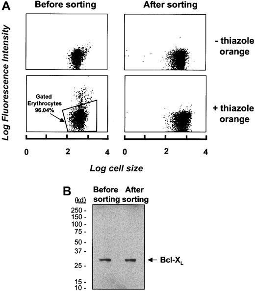 Fig. 3. Bcl-XL expression and isolation of contaminating reticulocytes. / (A) Erythrocytes were labeled with the RNA probe thiazole orange and analyzed by flow cytometry to identify the RNA-containing subset of cells prior to its depletion from the erythrocyte sample by cell sorting. The top panel represents unlabeled cells; thiazole orange–labeled cells are represented in the bottom panel. The erythrocytes selected for retention for further analysis are gated and represent 96.04% of the total cell population. (B) Western blot analysis of the expression of Bcl-XL in an erythrocyte sample before and after depletion of thiazole orange–staining cells.