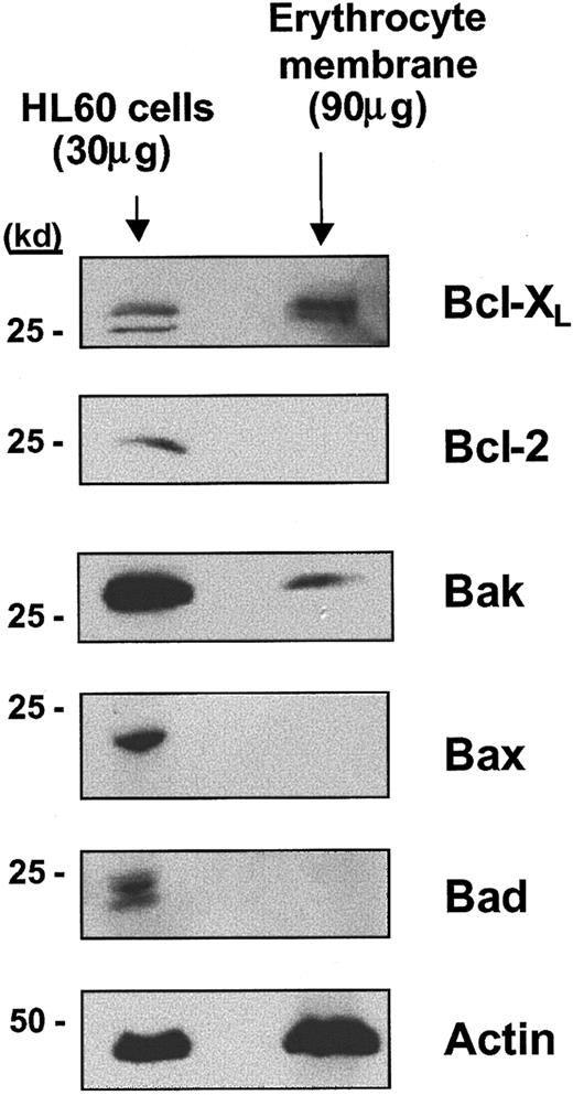 Fig. 4. Western blot analysis of the expression of Bcl-X, Bcl-2, Bax, Bad, and Bak in erythrocyte plasma membrane extracts. / Bcl-XL and Bak are expressed in terminally differentiated erythrocyte plasma membranes. As a positive control for the expression of these Bcl-2 family members, cell lysates were prepared from HL60 cells. Actin expression in erythrocyte membrane extracts is also shown as a control for the amount of erythrocyte protein present on the immunoblots.