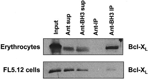 Fig. 6. Bak-BH3 interaction with erythrocyte Bcl-XL. / Bak-BH3 peptides directly interact with erythrocyte Bcl-XL. Erythrocyte membrane extracts were incubated with 50 μM biotin-Ant or biotin-Ant–BH3 overnight at 4°C. The biotinylated peptides and any bound protein were then pulled down by incubating the extracts with streptavidin-coated agarose beads, and the presence of Bcl-XL was determined by Western blotting. FL5.12 cells were used as positive control for the coimmunprecipitation.