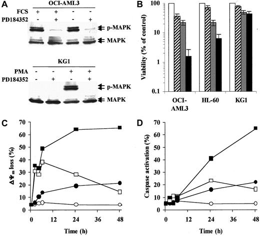 Fig. 1. MEK inhibition potentiates HA14-1 cytotoxicity and apoptosis in AML cell lines with constitutive MAPK activation. / (A) OCI-AML3 cells were cultured under standard conditions or in serum-free medium for 48 hours prior to exposure to PD184352 (10 μM) or vehicle control for 1 hour at 37°C. KG1 cells were pretreated with PD184352 (10 μM) or vehicle control for 1 hour at 37°C prior to exposure to phorbol myristate acetate (60 ng/mL) for 1 hour. Cells were then subjected to Western blot analysis for phosphorylated or total MAPK. Results from one experiment representative of 3 performed are shown. (B) The indicated AML cell lines were seeded at a starting concentration of 2 × 105 cells per milliliter and cultured in the presence of vehicle control (■), 1.25 μM PD184352 (), 12.5 μM HA14-1 (), or a combination of PD184352 and HA14-1 (▪). Vehicle control and PD184352-treated cells were also exposed to 12.5 μM of an inactive compound structurally related to HA14-1. After 48 hours, viable cells were counted by trypan blue exclusion. Results are expressed as a percentage of the viable cells in the vehicle control-treated group and represent the average ± SD of 4 independent experiments. (C) OCI-AML3 cells were seeded at a starting concentration of 2 × 105cells per milliliter and cultured in the presence of vehicle control (○), 1.25 μM PD184352 (●), 12.5 μM HA14-1 (■), or a combination of PD184352 and HA14-1 (▪). Vehicle control and PD184352-treated cells were also exposed to 12.5 μM of an inactive compound structurally related to HA14-1. At the indicated times, ΔΨm was assessed by flow cytometry. Results represent the average of triplicate measurements (10 000 total events for each measurement) and are expressed as percentage of cells with low ΔΨm. SE was constantly less than 2% and is therefore omitted for clarity. Comparable results were obtained in 2 other independent experiments. (D) OCI-AML3 cells were cultured as described above. At the indicated times, caspase activation was assessed by flow cytometry. Results represent the average of triplicate measurements (10 000 total events for each measurement) and are expressed as the percentage of active caspase-positive cells. SE was constantly less than 2% and is therefore omitted for clarity. Comparable results were obtained in 2 other independent experiments.