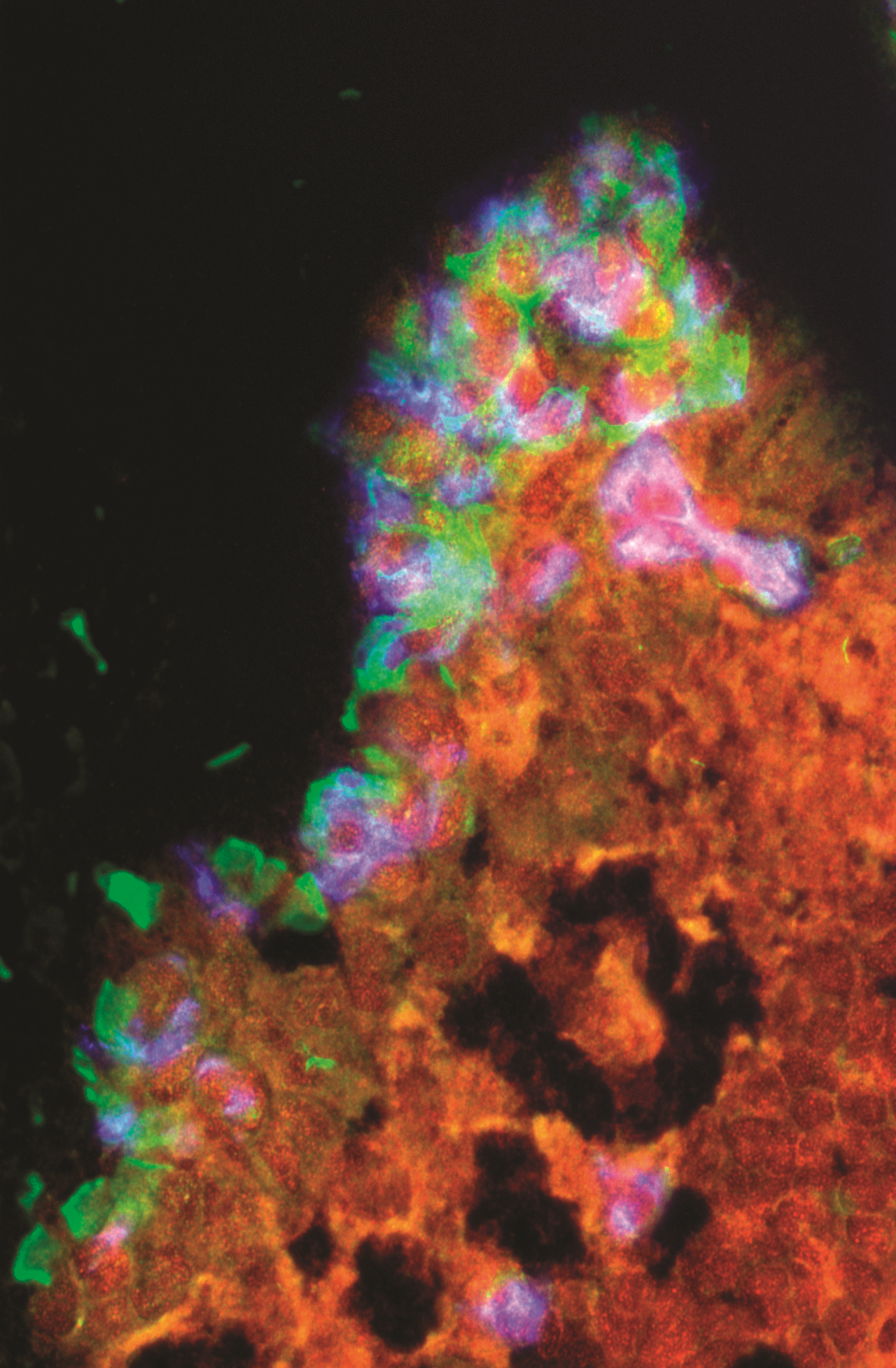 issue cover
