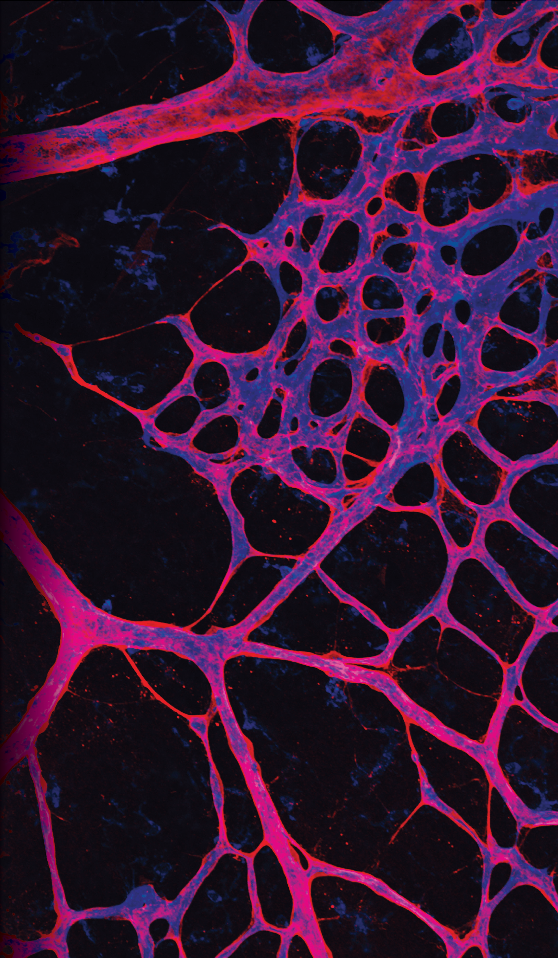 issue cover
