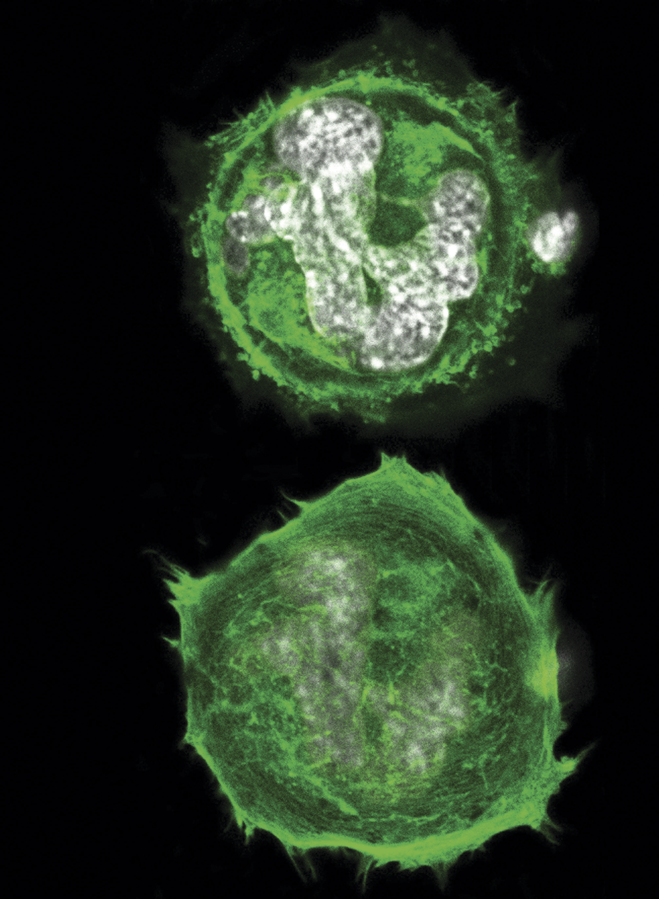 issue cover