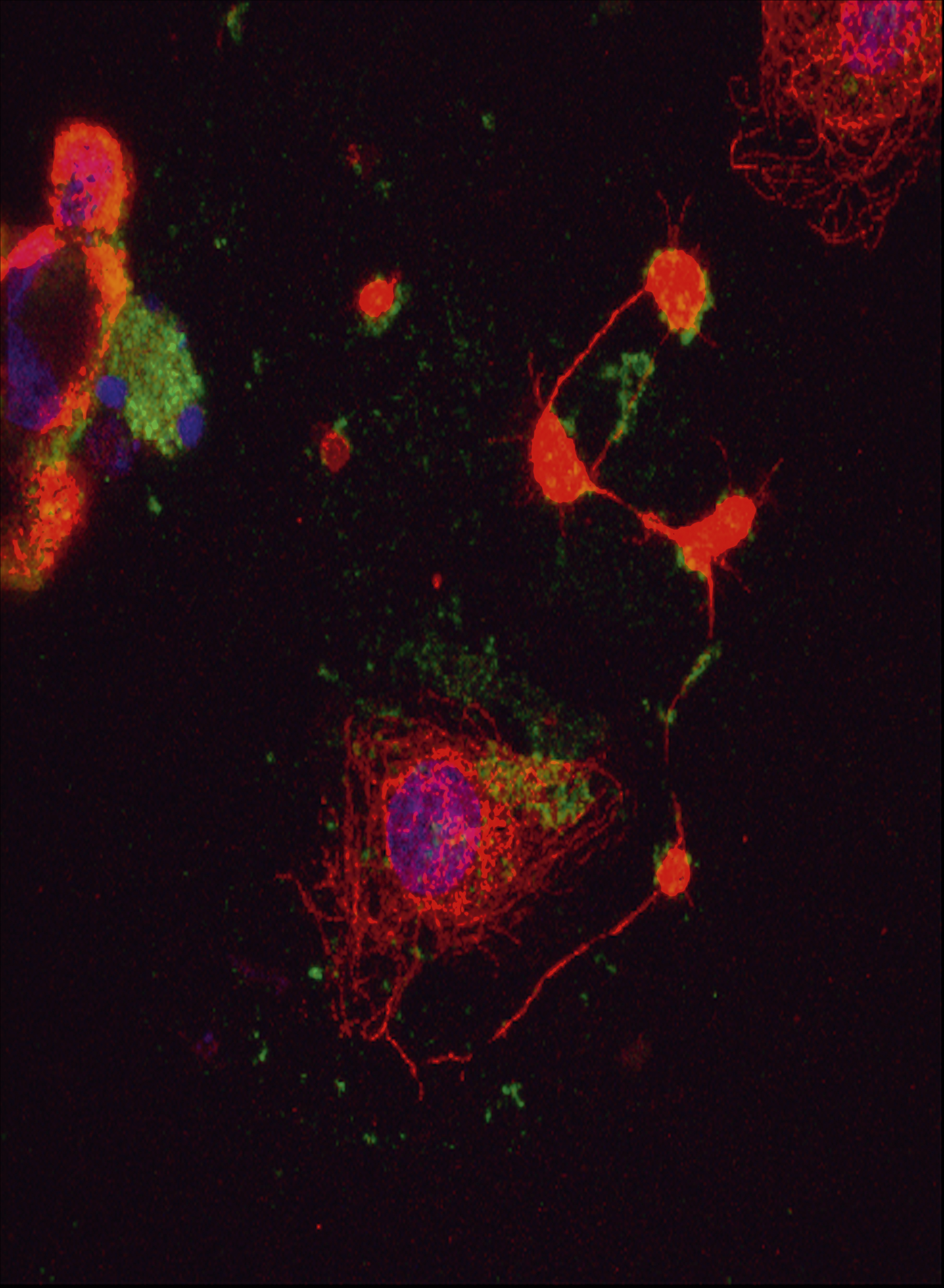 issue cover