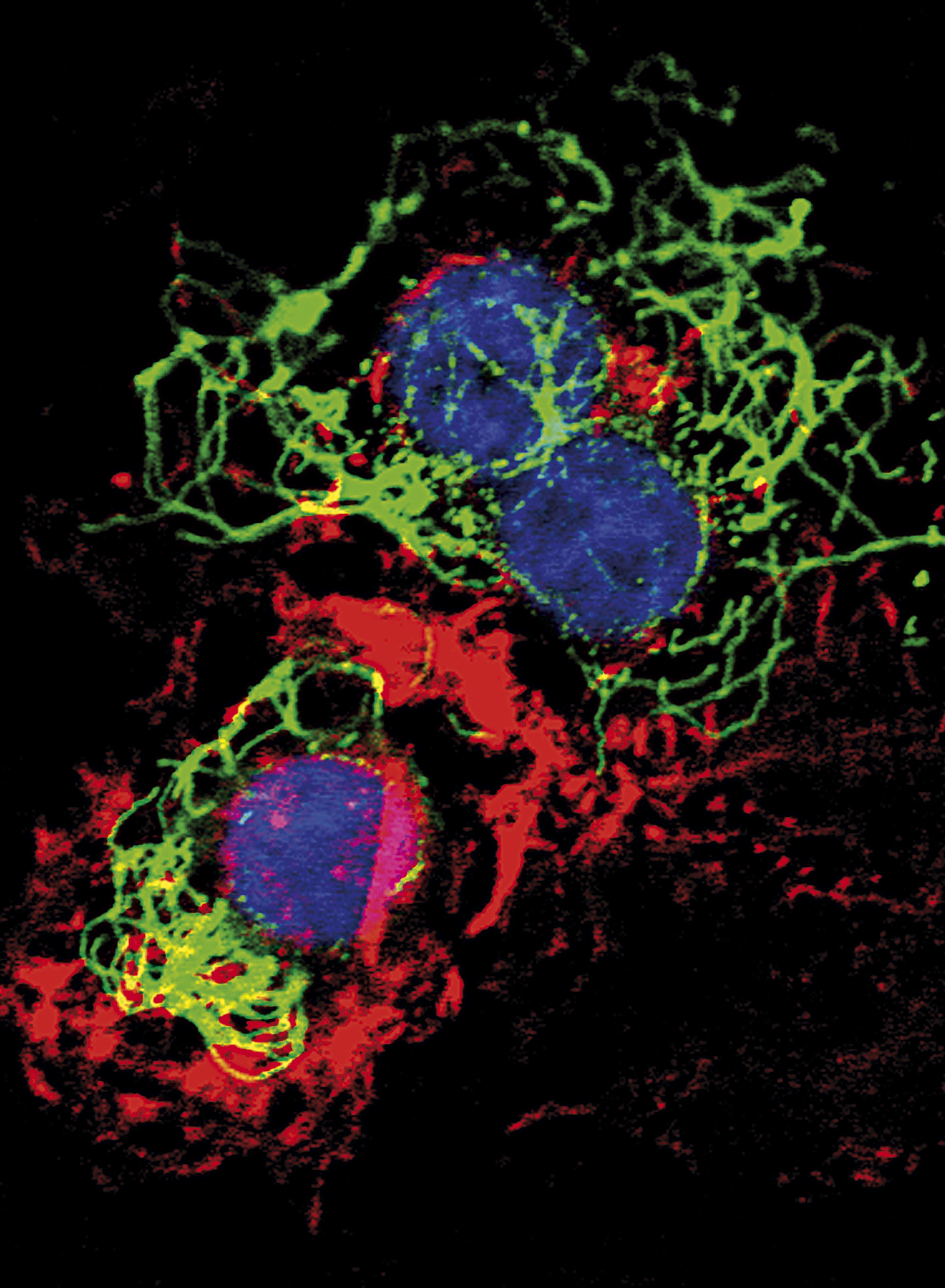 issue cover