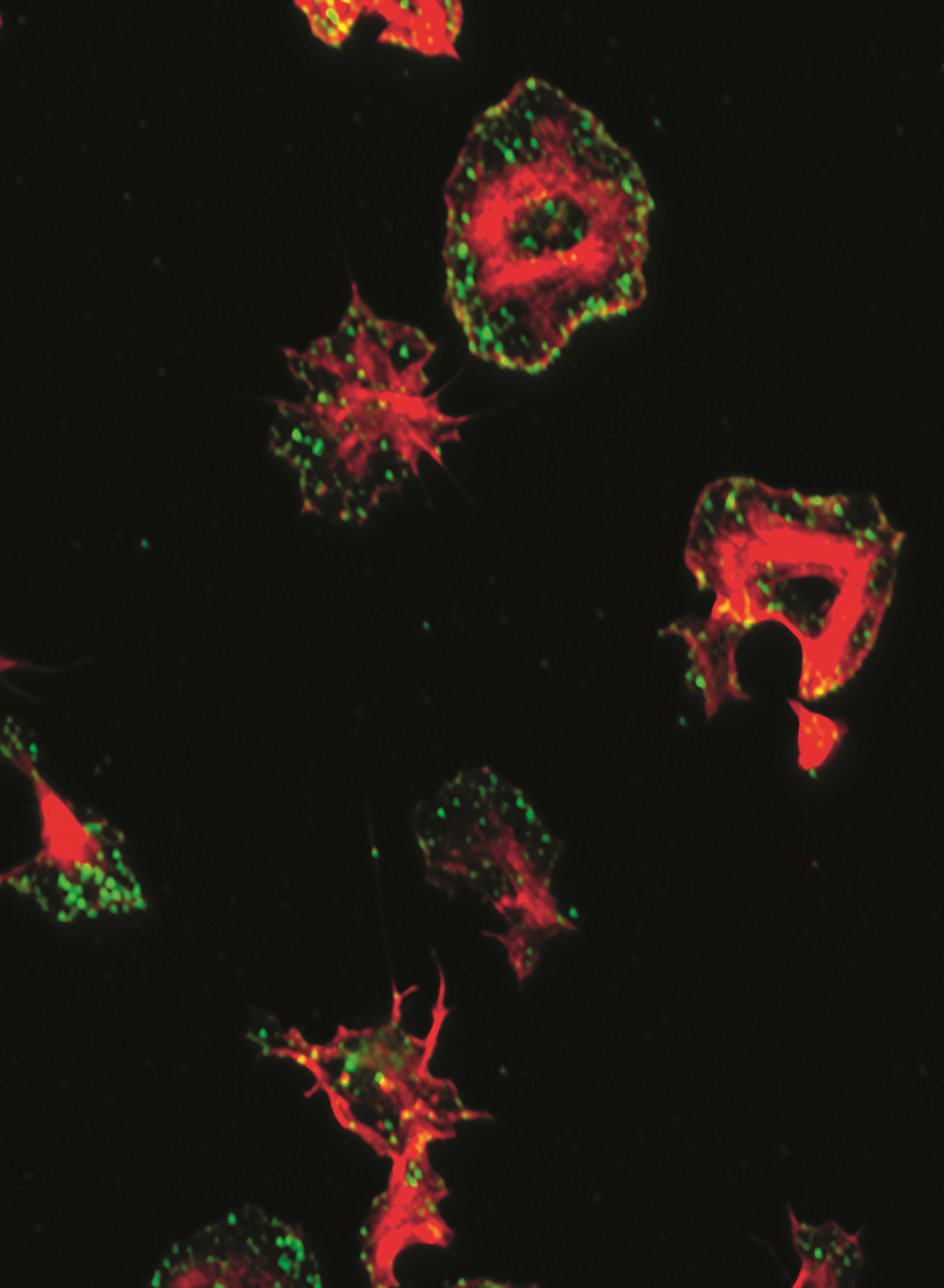 issue cover