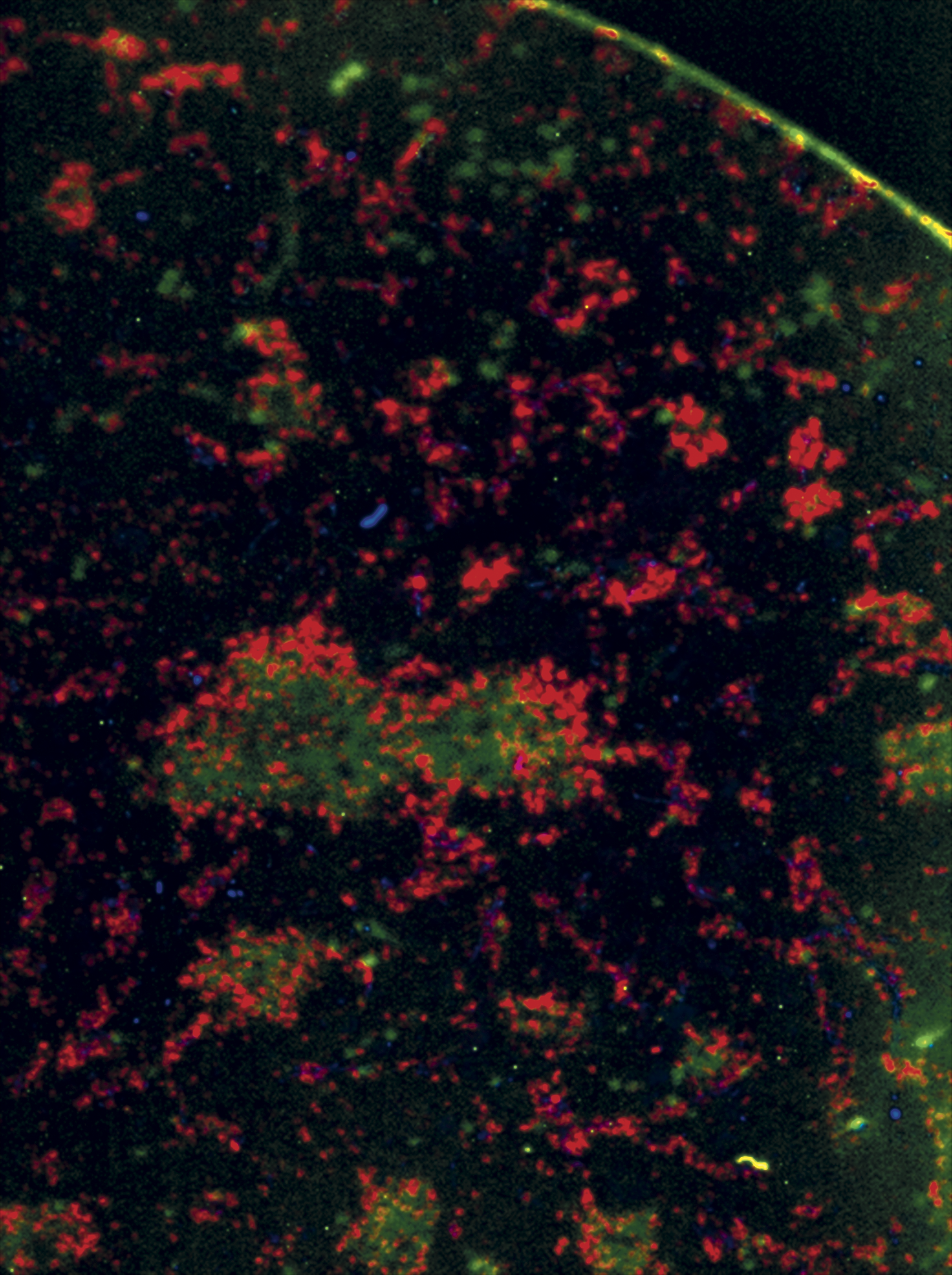issue cover