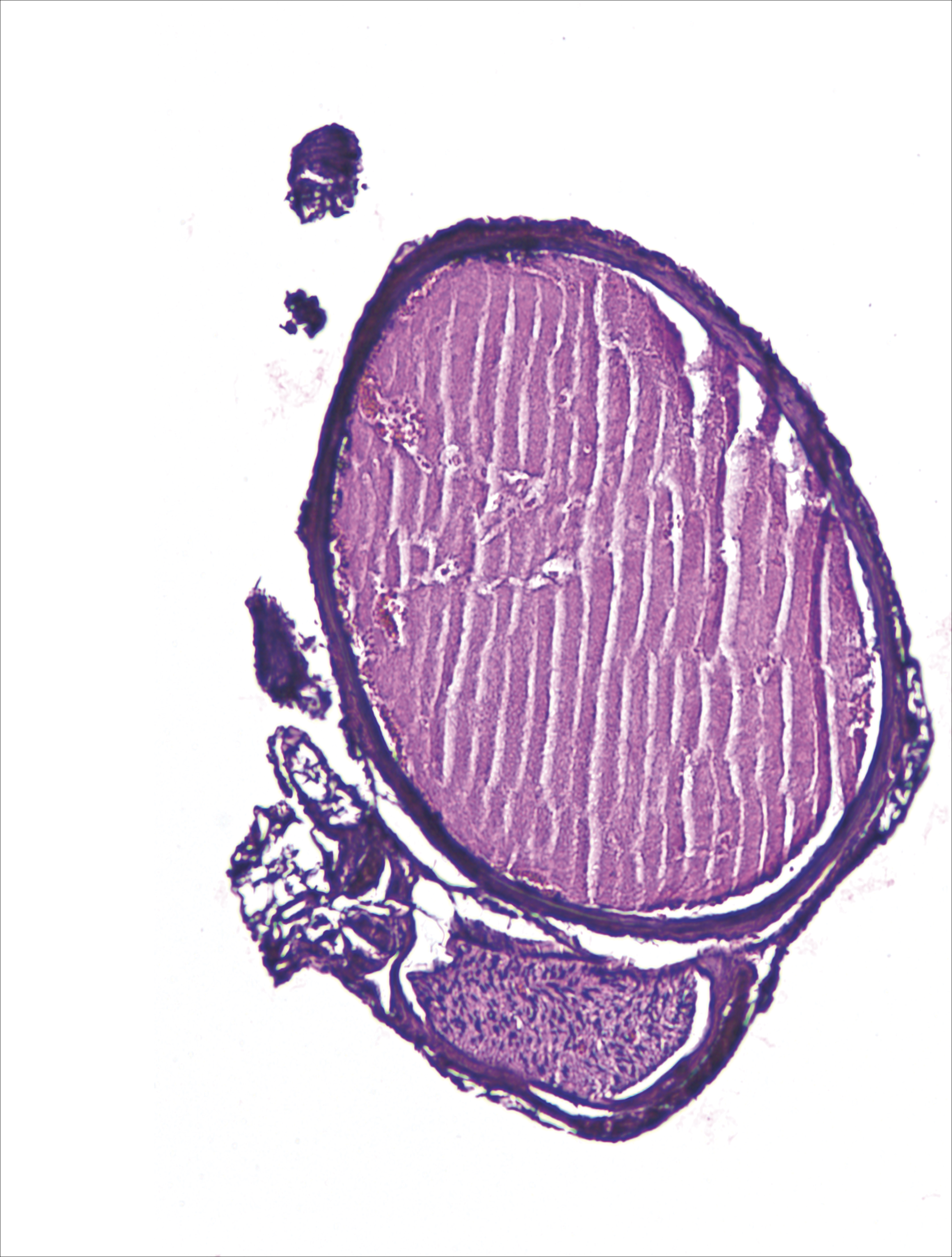issue cover