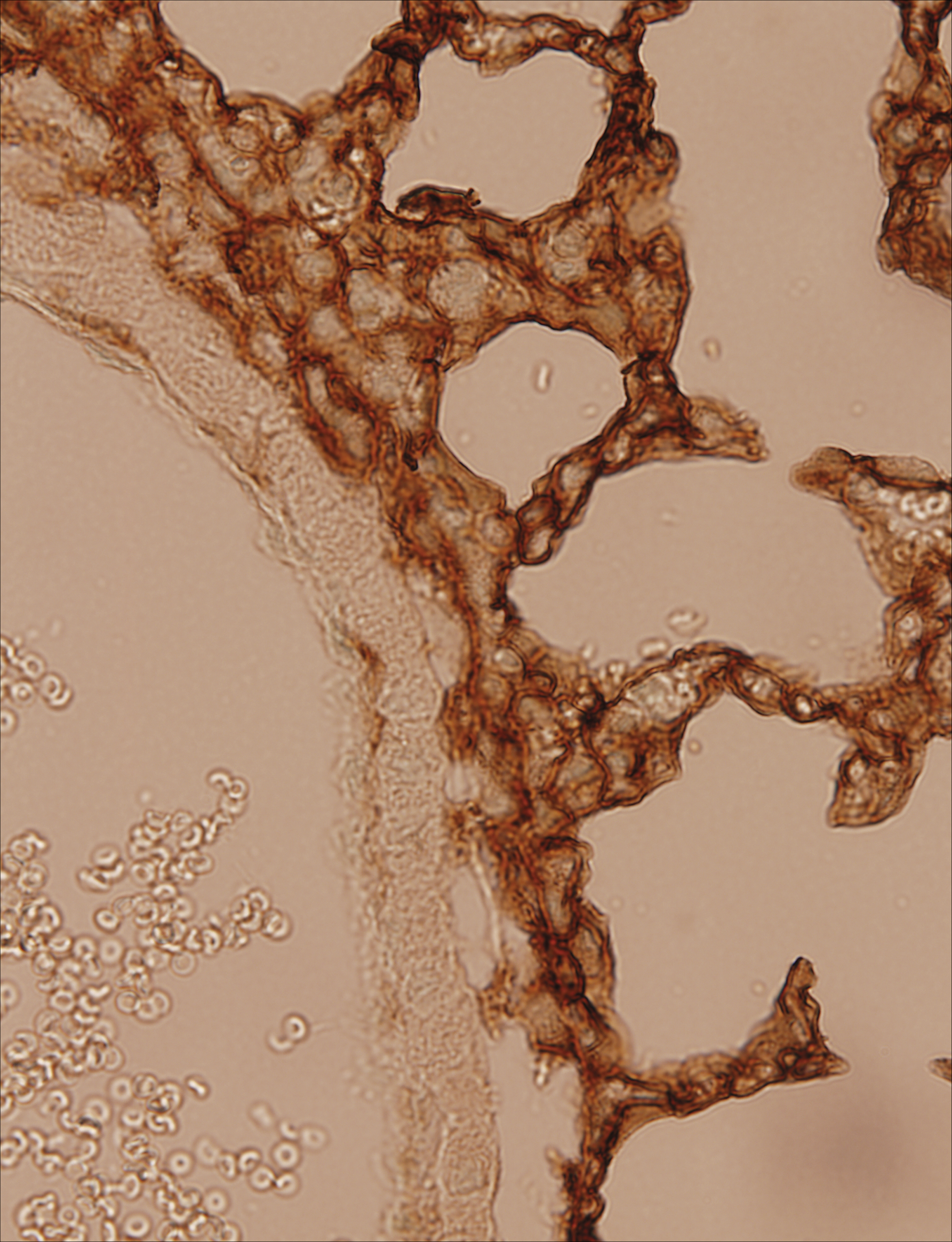 issue cover