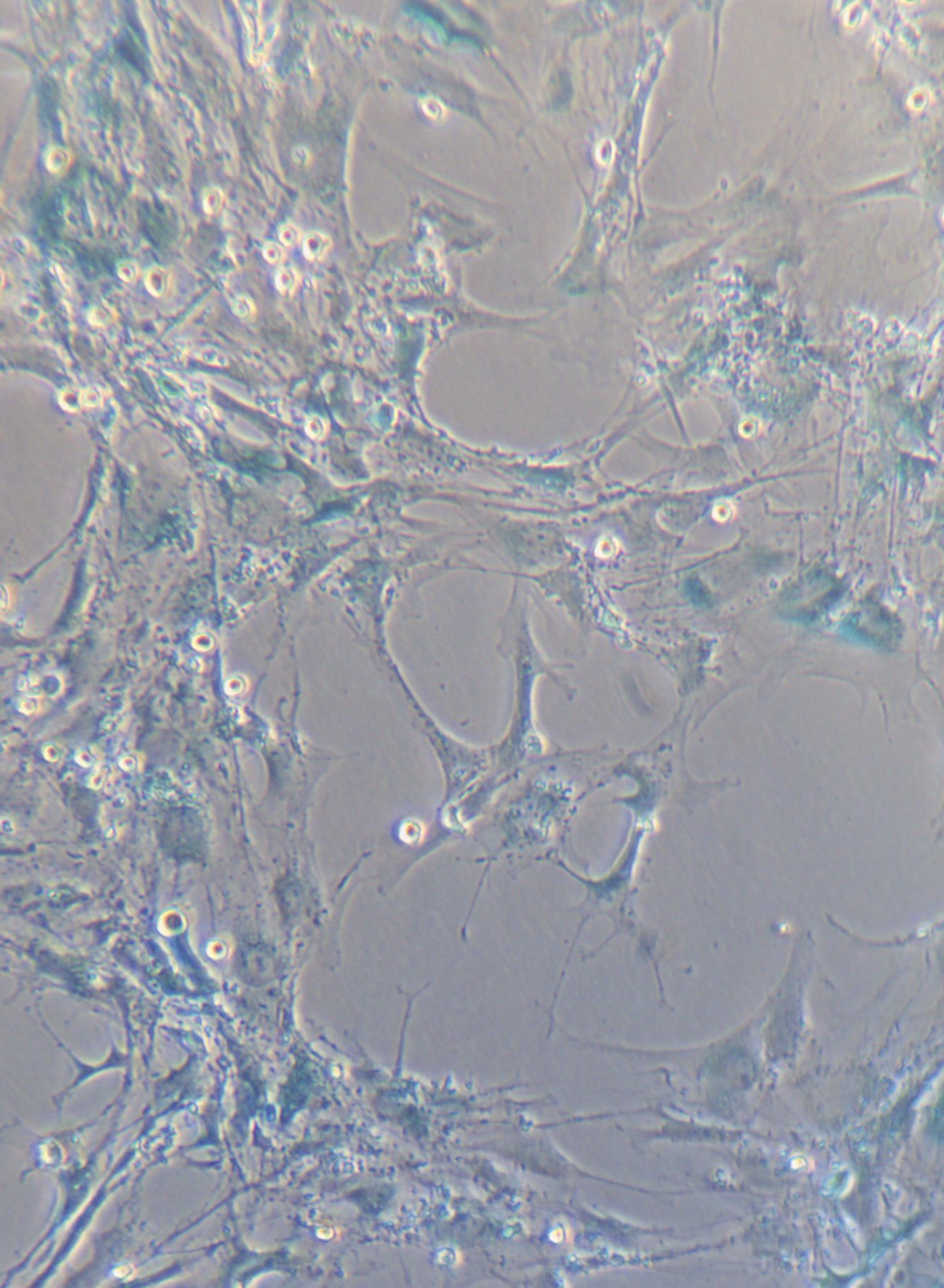 issue cover