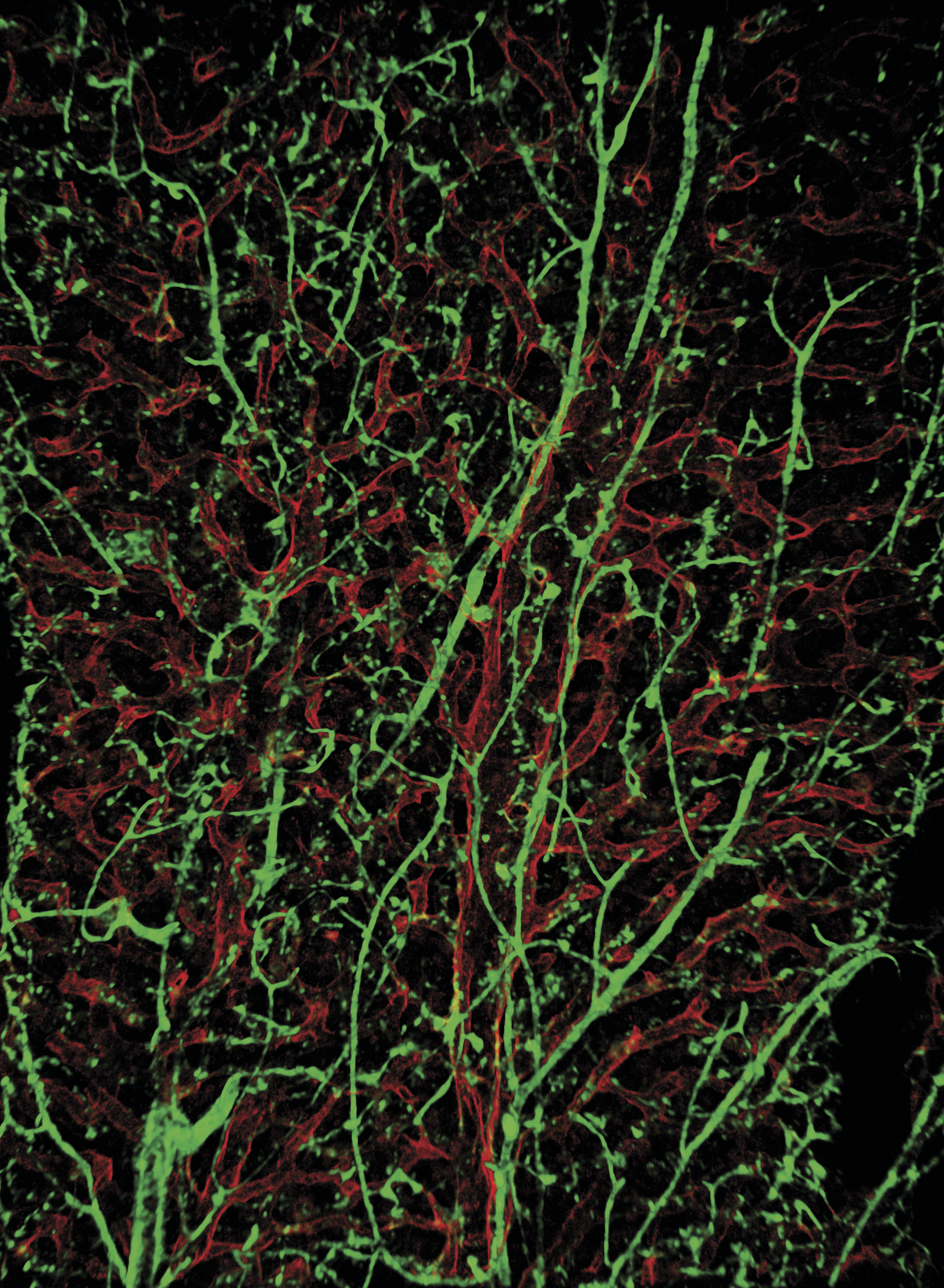 issue cover