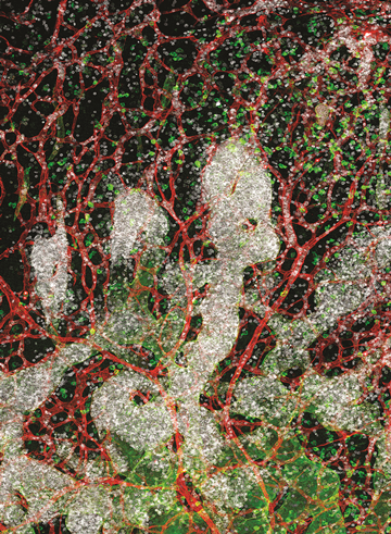 issue cover