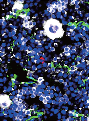 issue cover