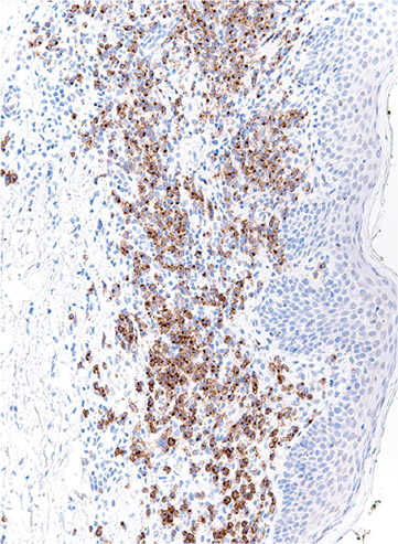 issue cover