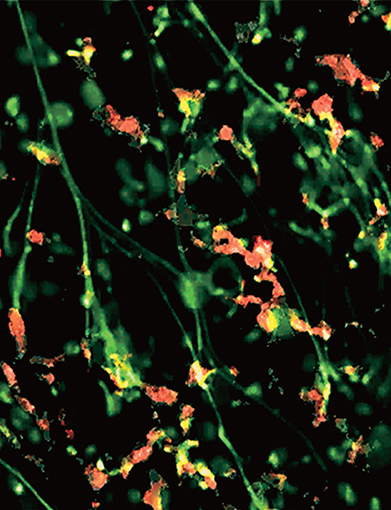 issue cover