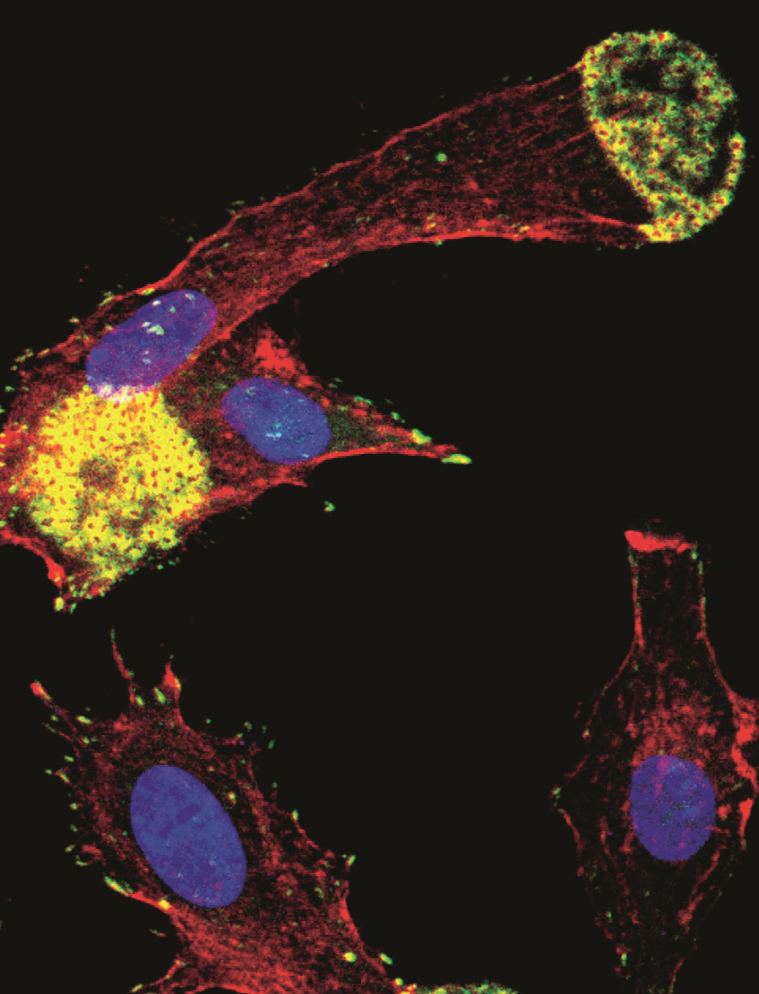 issue cover