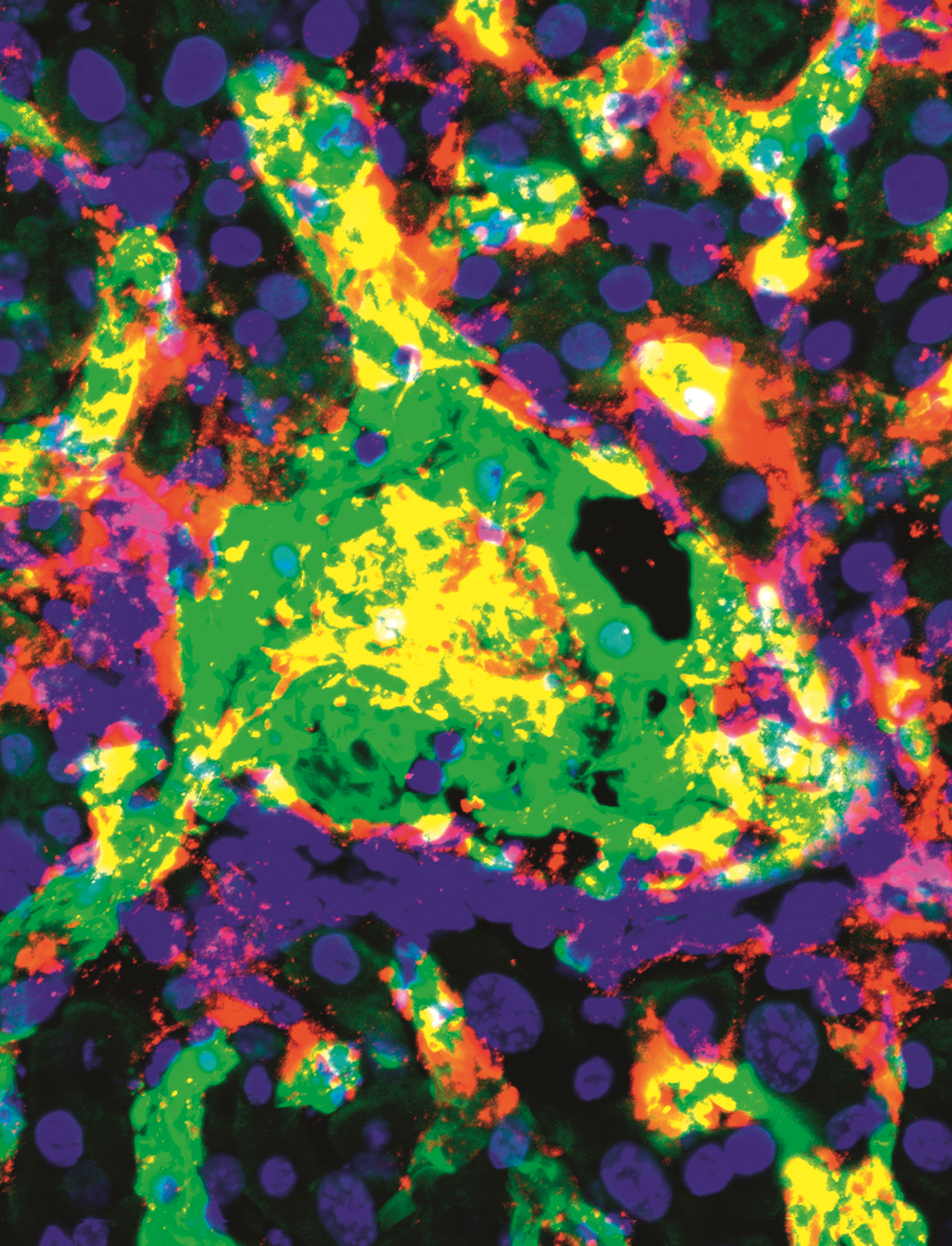 issue cover