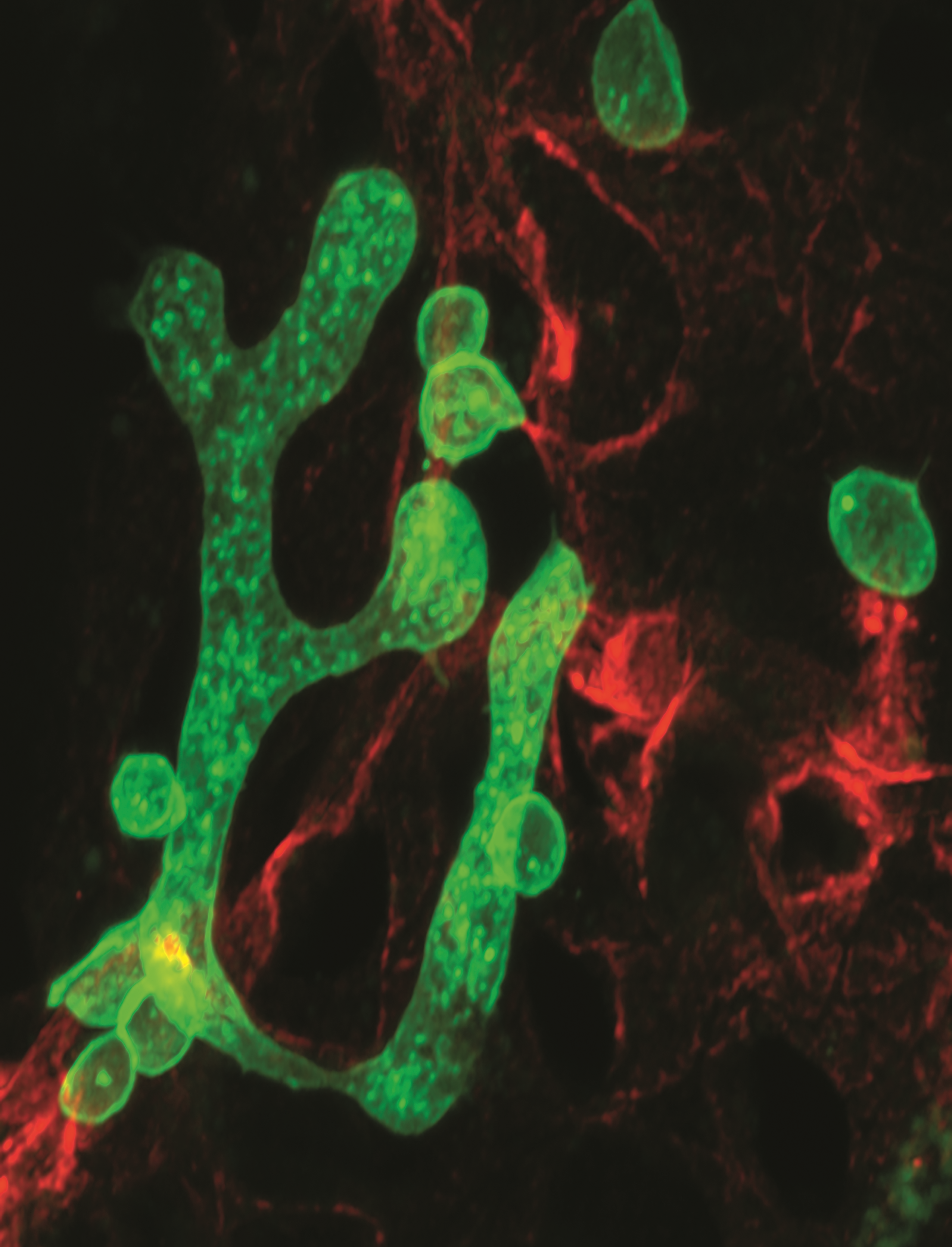 issue cover