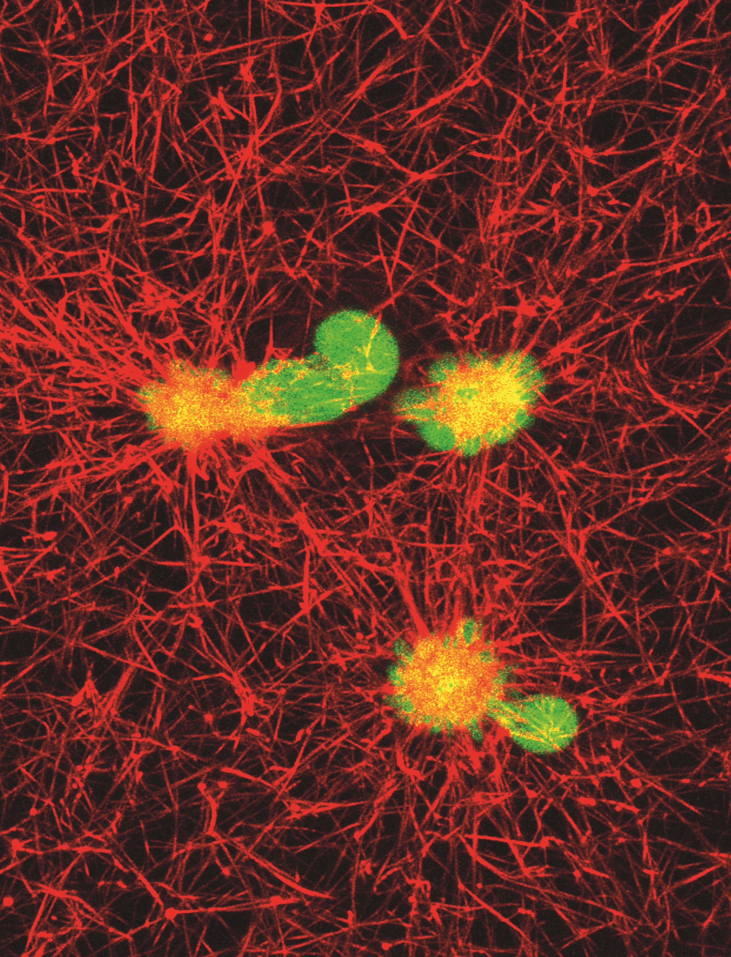 issue cover