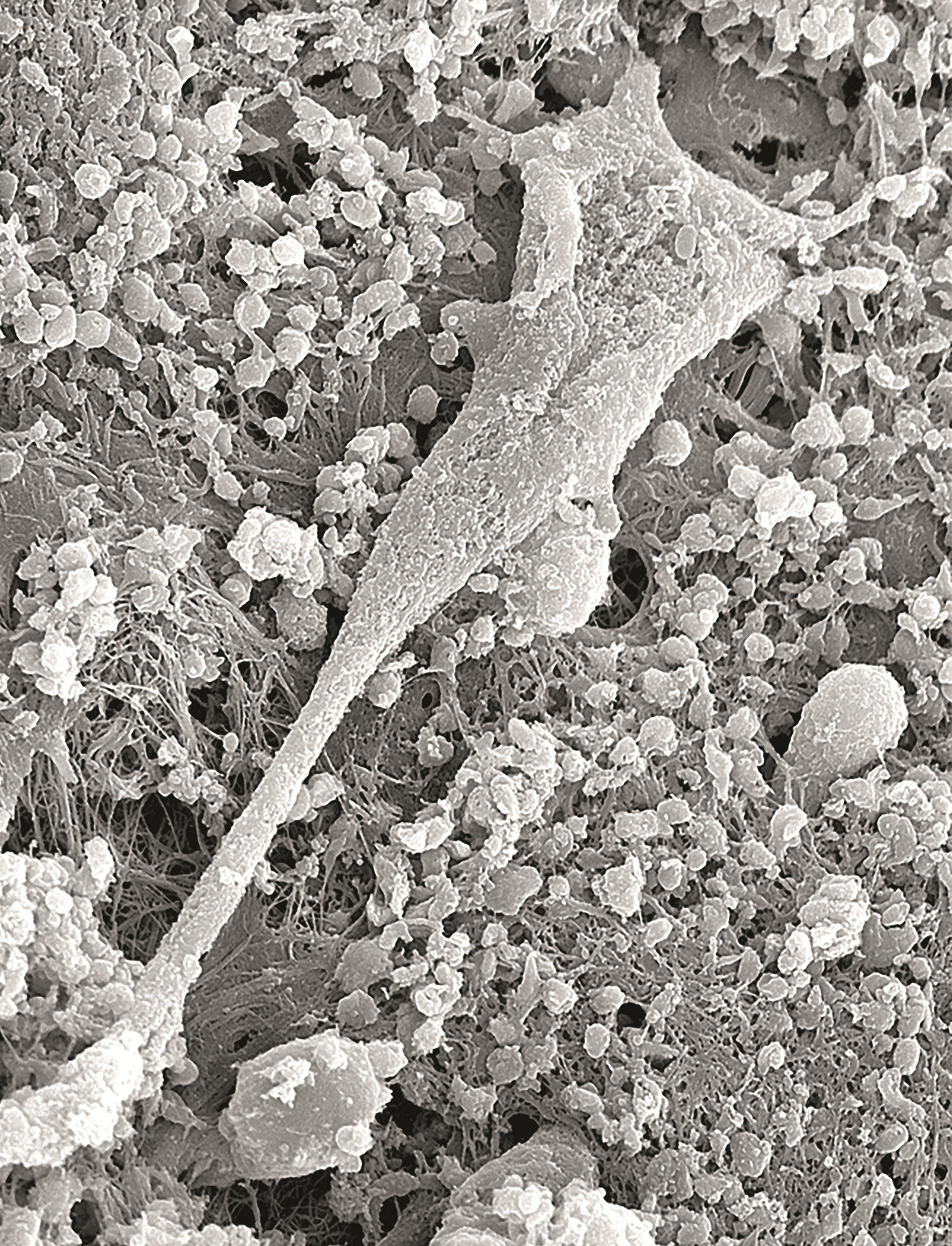 issue cover