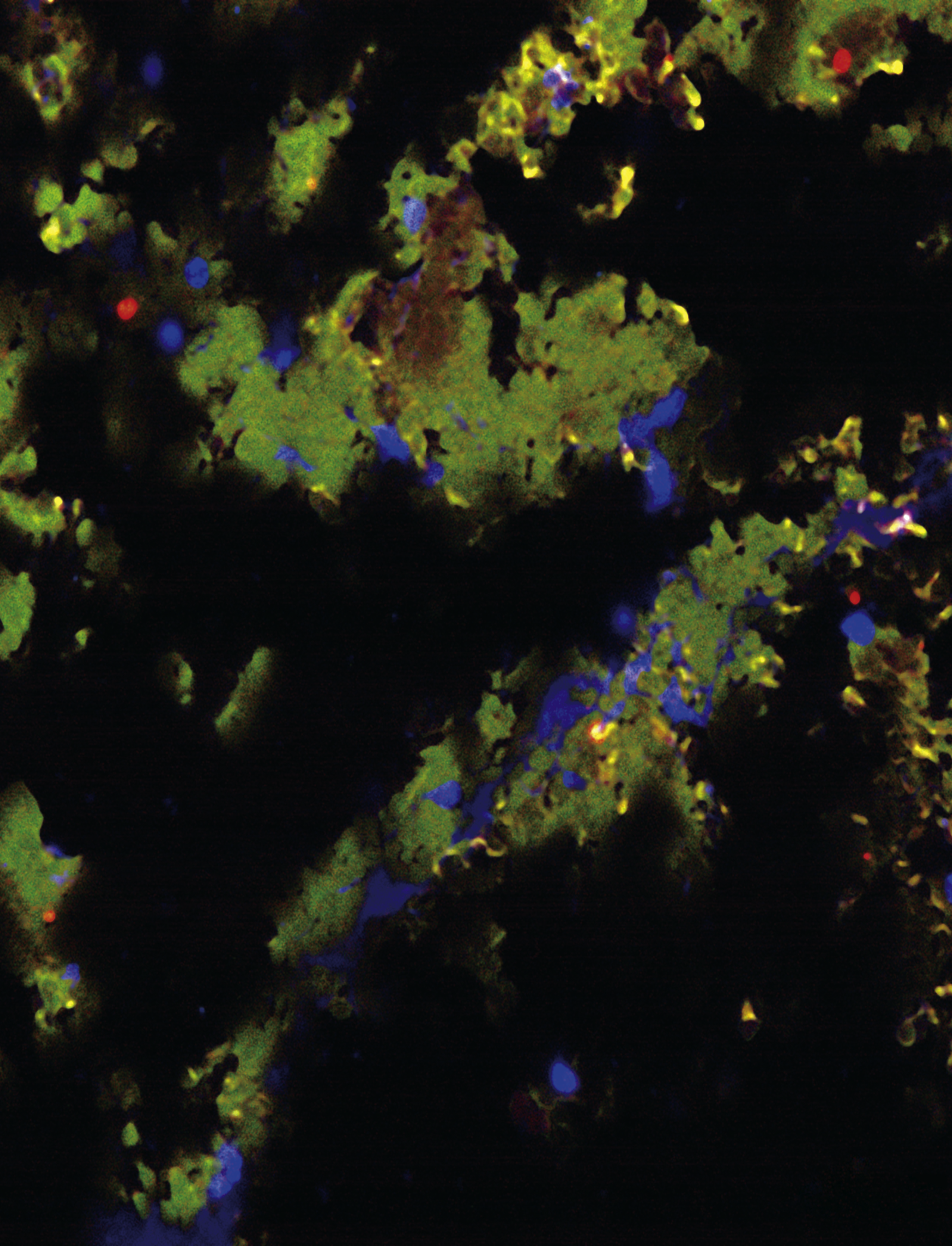 issue cover
