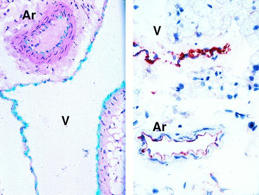 Blood Cover Image for Volume 92, Issue 8