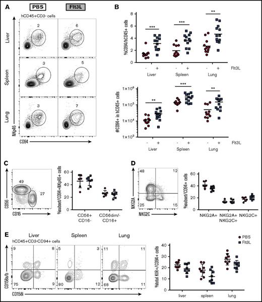 Figure 2. Distribution of human NK cells in reconstituted BRGSF mice with or without Flt3L treatment. (A) Representative flow cytometry immunophenotypic analysis of alive hCD45+CD3−CD94+NKp46+ NK cells from liver, spleen, and lung of an Flt3L-treated mouse and a PBS-treated littermate engrafted with the same CD34+ HSC donor. (B) Comparison of CD94+ cell frequencies within the human CD45+ cells (top) and total number of NK cells (bottom) with or without Flt3L treatment in liver, spleen, and lung. (C) Representative flow cytometry plot of CD56 and CD16 expression in liver NKp46+CD94+ cells as gated in top panels (left) and comparative quantification (right). (D) Expression of NKG2A and NKG2C in liver NKp46+CD94+ cells (left) and comparative quantification (right). (E) Distribution of activating (CD158i) and inhibitory (CD158a/b) KIR expression in liver, spleen, and lung NK cells of a representative BRGSF mouse treated with Flt3L (left) and comparative quantification of the total KIR-expressing CD94+ NK cells with or without Flt3L treatment (right). Each dot represents 1 mouse. Composite data from at least 3 independent experiments are shown. Numbers in plots represent frequencies within gates.