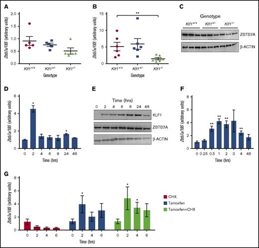 Figure 1. Zbtb7a is downregulated in the absence of KLF1. Transcript levels of Zbtb7a were determined by quantitative real-time reverse transcription polymerase chain reaction (RT-PCR) in Klf1+/+ and Klf1−/− fetal livers at E13.5 (A) and E14.5 (B). In each instance, Klf1−/− samples were set to 1 (n = 5 per genotype). (C) Representative western blot of ZBTB7A expression in nuclear extracts isolated from fetal liver at E14.5. β-actin is presented as a loading control. (D) Transcript levels of Zbtb7a were determined by quantitative real-time RT-PCR in K1ER cells induced with tamoxifen for 0, 2, 4, 6, 8, 24, and 48 hours. The 0 hour time point was set to 1 (n = 2 per condition). (E) Representative western blot showing KLF1 and ZBTB7A expression in nuclear extracts isolated from K1ER cells at various time points postinduction. β-actin is presented as a loading control. (F) Transcript levels of Zbtb7a were determined by quantitative real-time RT-PCR in K1ER cells induced with tamoxifen for 0, 0.25, 0.5, 1, 2, 3, 4, and 48 hours. The 0 hour time point was set to 1 (n = 4). (G) K1ER cells were treated with either cycloheximide (CHX), tamoxifen, or a combination of both and harvested at 0, 2, 4, and 6 hours posttreatment. CHX was added to the appropriate cells 30 minutes before commencement induction with tamoxifen (n = 4 for each treatment). All RT-PCR values were normalized to 18S ribosomal RNA. Error bars represent the standard error of the mean. *P < .05; **P < .01 (paired Student 2-tailed t test).