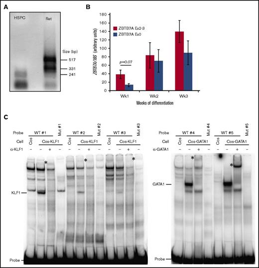 Figure 4. Erythroid-specific promoter activates a novel ZBTB7A transcript. (A) Messenger RNA from CD34+ hematopoietic stem cells differentiated toward the erythroid lineage for 1 (HSPC) and 3 (Ret) weeks was subjected to 5′ RACE using a reverse primer specific for exon 2 of ZBTB7A and analyzed by agarose gel electrophoresis. The larger bands present in the reticulocyte samples were sequenced and revealed a novel transcriptional start site upstream of the previously annotated ZBTB7A RefSeq transcriptional start site. (B) Polymerase chain reaction quantification revealing that transcripts containing exon 0 are lowly expressed in HSPC cells but highly upregulated during differentiation (n = 3 per time point). Values were normalized to 18S ribosomal RNA levels. Error bars represent the standard error of the mean (P = .068; paired Student 2-tailed t test). (C) Nuclear extracts were harvested from COS cells and COS cells overexpressing either KLF1 or GATA-1. Binding of these proteins to wild-type (WT) and mutant (Mut) KLF1 and GATA-1 consensus sequences of the ZBTB7A promoter were analyzed by electrophoretic mobility shift assay using radiolabeled probes. Free-probe, KLF1:DNA, and GATA-1:DNA complexes are as indicated. The identities of these complexes were confirmed by supershifting (*) with antibodies specific for KLF1 and GATA-1.