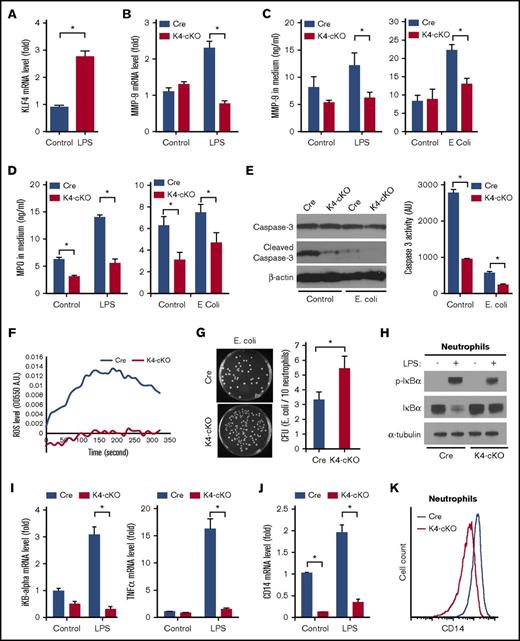 Figure 1. KLF4-deficient neutrophils exhibited impaired function ex vivo. (A) Wild-type bone marrow neutrophils (BMNs) showed increased KLF4 expression after 30-minute LPS stimulation. (B) LPS-induced MMP-9 mRNA expression was blunted in KLF4-deficient BMNs. (C-D) The secreted MMP-9 and MPO in the condition medium from BMNs stimulated with LPS or E coli were measured by ELISA. (E) Caspase-3 activation in neutrophils assessed by western blot and fluorescent enzymatic activity assay. BMNs were incubated in culture medium without (Control) or with E coli (E. coli) for 2 hours at 37°C. (F) Extracellular ROS generation from Cre and K4-cKO BMNs in response to fMLF was determined by kinetic absorbance OD550. (G) KLF4-deficient neutrophils were defective in bacterial killing assay. The images on the left are 1× scans of 10-cm dishes. (H) LPS-induced iKBα phosphorylation and degradation. (I) LPS-induced gene expression of IκBα and TNF-α was attenuated in KLF4-deficient neutrophils. (J) CD14 mRNA expression in neutrophils. (K) CD14 protein expression on neutrophil cell surface as measured by flow cytometry. All gene expression levels were determined by qPCR. n = 3 to 5 in each group. *P < .05.
