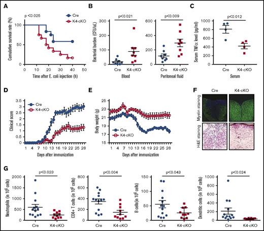Figure 2. K4-cKO mice are susceptible to bacterial infection but resistant to EAE. (A) K4-cKO mice exhibited higher mortality rate than the Cre group after E coli intraperitoneal injection. n = 12 in each group. (B) Bacteria burden in the blood and peritoneal fluid harvested 14 hours postinjection. (C) TNF-α levels in serum at 4 hours postinjection. K4-cKO mice showed delayed occurrence and less disease severity after EAE induction, demonstrated by clinical score (D) and weight loss (E). n = 14 in each group. Difference was determined by 2-way ANOVA. For panel D, interaction P < .0001. For panel E, interaction P < .0021. For both panels D and E: time, P < .0001; genotype, P < .0001. (F) Spinal cord from lumbar 1 to 3 were taken from Cre and K4-cKO mice at disease peak (day 28) of EAE. Fluorescent myelin staining showed less demyelination in K4-cKO group. Hematoxylin and eosin (H&E) staining confirmed the cell infiltration in the foci. Representative data from 3 independent experiments. Original magnification ×200 (taken with a Nikon microscope; 20× objective, 10× eyepiece lens). (G) Immune cell infiltration in spinal cord as measured by flow cytometry at initiation of EAE (day 14). Neutrophils (CD45+CD11b+CD11c−Ly6G+), Th cells (CD3+CD4+), B cells (CD19+CD3−), and DCs (CD45+CD11b+CD11c+Ly6G−) were shown. n = 13 in each group. P < .05 was considered significant.