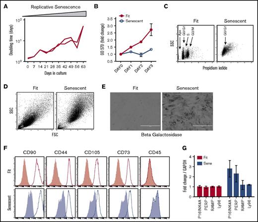 Figure 1. Phenotypical characteristics of replicative senescent MSCs. (A) MSCs derived from the bone marrow of 2 healthy individuals were culture-passaged at the indicated time points. Doubling time was calculated based on the cell numbers at seeding and harvesting time points and duration of the culture. (B) MSCs from replicative fit and senescent phases were seeded at similar density in the 96-well plates. MTT assay was performed at the indicated time points to determine the growths of MSCs. Results are plotted as mean ± standard deviation (SD). (C) Cell-cycle analysis was performed on fit and senescent MSCs through propidium iodide staining and subjected to flow cytometry. (D) Size and granularity of fit and senescent MSCs were determined by forward and side scatter analysis by flow cytometry. (E) Fit and senescent MSCs were subjected to senescence-associated lysosomal β-galactosidase staining. Dark gray staining represents β-galactosidase staining. Scale bars represent 400 μm. (F) Replicative fit and senescent MSCs were subjected to staining for MSC markers as defined by the ISCT and acquired through flow cytometry. Open and gray histograms represent marker and isotype controls, respectively. Similar results were obtained in a repeat experiment with an additional 1 or 2 fit and senescent MSC donor pairs. (G) Fold difference in the P16INK4A, PERP, LAMP, and LY96 mRNA of fit and senescent MSCs, relative to glyceraldehyde 3-phosphate dehydrogenase (GAPDH), were determined in quantitative sybr green real-time PCR. Cumulative is shown from 2 independent donors.