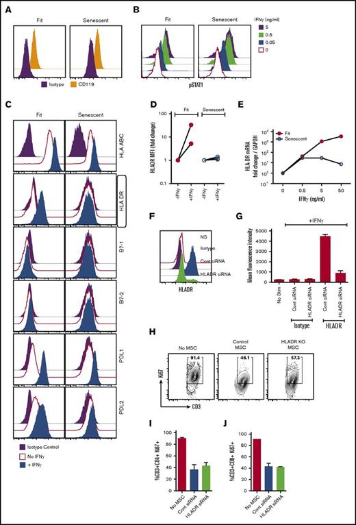 Figure 3. Senescence-associated defective HLA-DR upregulation does not modulate immunosuppressive properties of MSCs. (A) Fit and senescent MSCs were subjected to staining of the receptor for IFNγ (CD119) and acquired through flow cytometry. (B) Fit and senescent MSCs stimulated with indicated concentrations of IFNγ for 15 minutes. P-STAT1 (Y701) Phosflow was performed subsequently and acquired through flow cytometry. Similar results were obtained in a repeat experiment with an additional 1 or 2 fit and senescent MSC donor pairs. (C) Fit and senescent MSCs were stimulated with IFNγ for 48 hours and subsequently stained with the antibodies to the surface markers for HLA-ABC, HLA-DR, B7-1, B7-2, B7H1, and B7DC for flow cytometry. (D) Cumulative HLA-DR MFI fold change derived from 2 independent fit and senescent MSC donor pairs were shown. (E) Fit and senescent MSCs were stimulated with IFNγ for 48 hours. Expression level of HLA-DR mRNA relative to GAPDH was evaluated by the quantitative SYBR green real-time PCR. δ-δ CT method was applied to calculate the fold induction of HLA-DR over the unstimulated control. Control or HLA-DR siRNA-transfected MSCs were stimulated with IFNγ for 48 hours. Cells were trypsinized, stained for HLA-DR or appropriate isotype control antibodies, and analyzed by flow cytometry. (F) Representative histogram. (G) Cumulative mean fluorescent intensity of HLA-DR and isotype control antibody stains were shown on 2 independent fit and senescent MSC donor pairs. HLA-DR or control siRNA-transfected MSCs were cultured with αCD3αCD28 Dynabeads-stimulated PBMCs. Four days post culture, T-cell proliferation was measured by Ki67 intracellular staining. (H) Representative FACS plot and effect of MSCs on (I) CD3+CD4+ and (J) CD3+CD8+ T-cell proliferation are shown. Similar results were obtained in a repeat experiment with another MSC donor.