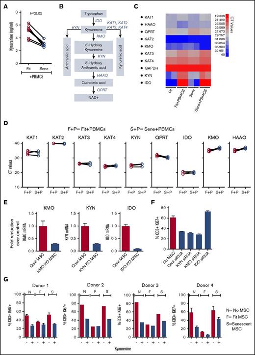 Figure 5. Exogenous addition of kynurenine corrects senescence-associated impaired immunosuppressive properties of MSCs. (A) Replicative fit and senescent MSCs were cultured in the presence and absence of αCD3αCD28 Dynabeads-stimulated PBMCs. Four days post culture, supernatant was collected and kynurenine levels were performed according to the manufacturer’s instructions. Cumulative of 6 donor pairs were shown. (B) Catabolism of kynurenine pathway and the enzymes that facilitate this cascade is shown with a cartoon adapted from reference 30. IDO, kynurenine aminotransferases (KAT), kynurenine 3-monooxygenase (KMO), KYN, 3-hydroxyanthranilate 3,4-dioxygenase (HAAO), and quinolinate phosphoribosyl transferase (QPRT). Fit and senescent MSCs were cultured in the presence and absence of αCD3αCD28 Dynabeads-stimulated PBMCs in 2-chamber transwell plates. Four days later, MSCs were harvested and the expression level of mRNA of kynurenine catabolic enzymes relative to GAPDH was evaluated by quantitative SYBR green real-time PCR. (C) Representative heat map with CT values (red = high expression, blue = low expression) and (D) cumulative comparison between fit and senescent MSC pairs from 3 unique donors is shown. F+P, fit MSCs + activated PBMCs; S+P, senescent MSCs + activated PBMCs. (E) Control, KYN, KMO, and IDO siRNA-transfected MSCs were cultured with αCD3αCD28 Dynabeads-stimulated PBMCs in 2-chamber transwell plates for 3 to 4 days. Expression level of appropriate silenced mRNA relative to GAPDH was evaluated by quantitative SYBR green real-time PCR. δ-δ CT method was applied to calculate the fold induction of silenced gene over the control siRNA-transfected MSCs. KYN, KMO, and IDO, and control siRNA-transfected MSCs were cultured with αCD3αCD28 Dynabeads-stimulated PBMCs. Four days post culture, T-cell proliferation was measured by Ki67 intracellular staining. (F) Proliferation of T cells (CD3+Ki67+) in the presence and absence of siRNA transfected MSCs is shown. Similar results were obtained in a repeat experiment with an additional independent MSC donor. (G) Kynurenine (500 uM) was added exogenously in the coculture of αCD3αCD28 Dynabeads-stimulated PBMCs with and without fit and senescent MSCs. Four days post culture, T-cell proliferation was measured by Ki67 intracellular staining. F, fit MSCs + activated PBMCs; N, no MSCs + activated PBMCs; S, senescent MSCs + activated PBMCs. Kynurenine’s effect on T-cell proliferation with 4 independent fit and senescent MSC donor pairs is shown.