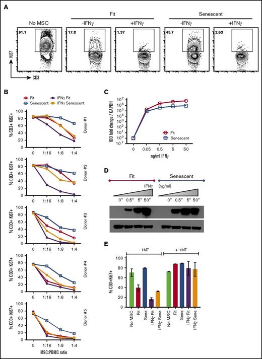 Figure 7. IFNγ prelicensed senescent MSCs display enhanced immunosuppressive activity through IDO. αCD3αCD28 Dynabeads-stimulated PBMCs were cocultured in the presence and absence ± IFNγ prelicensed (20 ng/mL for 48 hours) fit and senescent MSCs. Four days post culture, T-cell proliferation was measured by Ki67 intracellular staining. (A) Representative FACS plot and (B) dose-dependent T-cell inhibitory effect of ± IFNγ prelicensed fit and senescent MSC pairs from 5 independent donors is shown. (C) Fit and senescent MSCs were stimulated with IFNγ for 48 hours. Expression level of IDO mRNA relative to GAPDH was evaluated by quantitative SYBR green real-time PCR. δ-δ CT method was applied to calculate the fold induction of IDO over the unstimulated control. (D) IDO expression at protein level is shown by western blot analysis, and actin was used as an internal control. Similar results were obtained in a repeat experiment with an additional independent MSC donor. (E) ± IFNγ prelicensed fit and senescent MSCs were cocultured with activated PBMCs in the presence and absence of IDO blocker, 1MT. Four days after, T-cell proliferation was measured by flow cytometry. Similar results were obtained in a repeat experiment with another MSC donor pair.