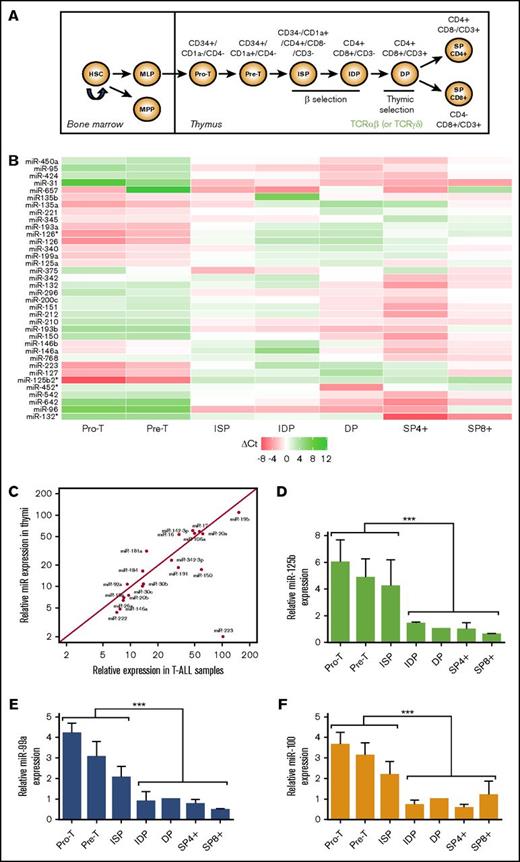 Figure 2. miRNA expression during human T-cell development. miR-125b is highly expressed at early immature stages. (A) Schematic representation of human T-cell development. Human thymocytes obtained from healthy donors were sorted according to established cell surface markers: immature DN including pro-T (CD34+/CD7+CD1a−/CD4−) and pre-T (CD34+/CD7+/CD1a+/CD4−), ISP (CD34−/CD1a+/CD4+/CD8−/CD3−), IDP (CD4+/CD8+/CD3−), mature DP (CD4+/CD8+/CD3+), and mature SP (SP4: CD4+/CD8−/CD3+ and SP8: CD4−/CD8+/CD3+) thymocytes. (B) Heatmap of the 36 most differentially expressed miRNAs at 7 sequential stages of T-cell development (n = 3). Shown are miRNA expression levels relative to the average of the row. The white color corresponds to the mean expression across all stages (ΔCt = 0). Red and green colors correspond, respectively, to overexpression (ΔCt < 0) and underexpression (ΔCt > 0). (C) Comparative expression of the 20 most abundant miRNAs in T-ALLs and in thymi. miRNA expression is given as percentage of RNU48 control. (D-F) Relative miRNA expression in T-cell subsets (2−∆∆Ct). Levels in DP cells were used as calibrator (n = 3) (D) miR-125b; (E) miR-99a; (F) miR-100. ***P < .001, Mann-Whitney U test. HSC, hematopoietic stem cell; MLP, multilymphoid progenitor; MPP, multipotent progenitor.