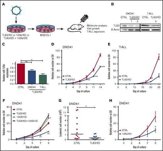 Figure 3. TLX3 knockdown correlates with reduced expression of miR-125b and slows proliferation of T-ALL. (A) Flowchart of TLX3/KD and 125/KD experiments. A lentivirus-based system was used to downregulate TLX3 or miR-125b in T-ALL cells. CTRL eGFP and mCherry vectors express, respectively, irrelevant shRNA and “sponge” RNA. Sorted transduced T-ALL cells were cocultured with MS5-DL1 stromal cells. The DND41 cell line was grown in stroma-free standard culture conditions for functional and molecular analyses. (B) Western blot analysis of TLX3 silencing. Two TLX3/KD vectors efficiently silenced TLX3 protein in DND41 cells (left panel), of which one (right panel) repressed TLX3 in primary T-ALL. (C) miR-125b expression in TLX3/KD vs CTRL in DND41 cells and in primary T-ALLs. Results of R-Q-PCR analyses performed in (n = 7) independent experiments for DND41 cells and in (n = 3) independent T-ALL samples. (D-E) In vitro cell growth of TLX3/KD cells: (D) DND41 cell line (n = 3) and (E) primary T-ALL (n = 1) made with 4 technical replicates. Data represent the mean ± standard error of the mean (SEM) of 3 experiments for DND41 and of 4 technical replicates for T-ALL. (F) Ectopic expression of miR-125b rescues growth inhibitory effect of TLX3 knockdown. DND41 cells were doubly transduced in the following conditions: (CTRL): CTRL/eGFP and CTRL/mCherry that do not express any miRNA; (TLX3/KD): CTRL/mCherry and TLX3/KD(eGFP); (125b/OE): CTRL/eGFP and 125b/OE(mCherry); (TLX3/KD+125b/OE): TLX3/KD(eGFP) and 125b/OE(mCherry). Transduced cells were sorted and cultured in standard conditions. GFP/mCherry DP cells were enumerated by flow cytometer; (n = 3) independent transduction experiments. (G) Reduced leukemic propagation of TLX3/KD DND41 cells in mice. Shown are engraftment levels in spleens 6 weeks after transplantation. Bars represent median values (n = 2). (H) In vitro growth of 125b/KD DND41 cells (n = 3). Data represent the mean value ± SEM. *P < .05, **P < .01, ***P < .001, Mann-Whitney U test.