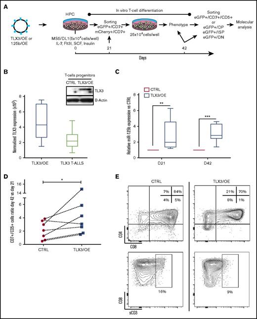 Figure 4. Overexpression of TLX3 induces miR-125b expression and correlates with expansion and differentiation arrest of T-cell progenitors. (A) Design of gain-of-function experiments. Human HPCs isolated from UCB were transduced with lentiviral expression vectors encoding, respectively, TLX3 (TLX3/OE) or eGFP alone (CTRL), miR-125b (125b/OE), or mCherry alone (CTRL) and cocultured with the murine MS5 stromal cells constitutively expressing human NOTCH ligand Δ-like 1 (MS5/DL1) in the presence of a cytokine cocktail. (CD7+/eGFP+) or (CD7+/mCherry+) T/NK progenitors were sorted and replated at day 21 of coculture with MS5/DL1 stromal cells. Thereafter, differentiation was weekly monitored and HPC-derived T cells were fractionated at day 42. (B) Left, Comparison of TLX3 expression in transduced T cells and in primary TLX3 T-ALL by R-Q-PCR (n = 8). Shown are absolute copy numbers of TLX3 normalized to housekeeping gene ABL quantified by using external DNA dilution standards. Top right, Western blot analysis illustrating TLX3 protein expression in sorted CD7+/eGFP+ T cells at day 21. (C) miR-125b expression levels in TLX3/OE vs CTRL CD7+/CD5+ T cells measured at day 21 (N = 5) and 42 (N = 7) of differentiation. Bar represents medians. ***P < .001, **P < .01, Mann-Whitney U test. (D) TLX3 induces proliferation of T-cell progenitors. Ratios of T-cell numbers at day 42 vs day 21 obtained in 7 independent experiments. *P < .05, Wilcoxon test. (E) Fluorescence-activated cell sorting (FACS) data from a representative experiment at day 42 of culture are shown. Proportions of T-cell fractions are given relative to gated eGFP+/CD7+/CD5+ T cells. IL, interleukin; sCD3, soluble CD3; SCF, stem cell factor.