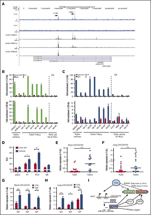 Figure 7. TLX3 directly regulates miR-125b-2 expression in T-ALL cells. (A) TLX3 ChIP-seq analysis performed for 1 newly diagnosed primary T-ALL. Gene tracks represent binding at the MIR-125B-2 locus on chromosome 21. Y-axis values show the number of sequence reads. Positions of 2 major binding peaks are indicated relative to the TSS of the shorter transcript of LINC00478, which overlaps with the MIR-99a/LET7C/MIR125B-2 locus. Two TLX3-binding regions are also enriched in H3K4me1 and H3K4me3, marking promoter/transcriptional initiation sites and H3K27ac marking active regulatory elements in the DND41 cell line (ENCODE). (B) TLX3 ChIP-Q-PCR analysis of DND41 and HPB-ALL TLX3–expressing cell lines and of 6 primary TLX3 T-ALLs. Shown are fold enrichment values at +1.3-kb and +29-kb binding regions of LINC00478 locus relative to the IGX1A ORF-free intergenic region containing no TSS. All ChIP experiments were performed at least twice. (C) Histone H3 acetylation at the +1.3-kb and +29-kb chromatin regions in TLX3+ and TLX3− cell lines and T-ALLs assessed by ChIP-Q-PCR analysis. Fold enrichment values relative to the IGX1 locus is shown. (D) Luciferase reporter assay in 293T cells. The empty pGL3 promoter plasmid and nonbinding 980-bp fragment immediately downstream of TLX3 binding “+1.3-kb” region served as negative controls. Relative luminescence units (RLU) were determined by normalizing firefly to Renilla luciferase activity (n = 4). (E-H) Relative expression of 2 LINC00478 transcripts normalized to ABL1 (2−ΔCt × 100): (E-F) in TLX3− (N = 26) and TLX3+ (N = 19) T-ALLs and (G-H) in TLX3/OE and CTRL HPC-derived T cells at day 42 of differentiation. (B-H) Data are presented as mean ± SEM of values: ***P < .001; **P < .01; *P < .05: Mann-Whitney U test. (I) A simplified view of TLX3-miR-125b relations in T-ALL and involvement of miR-125b target genes in the blockage of T-cell development.