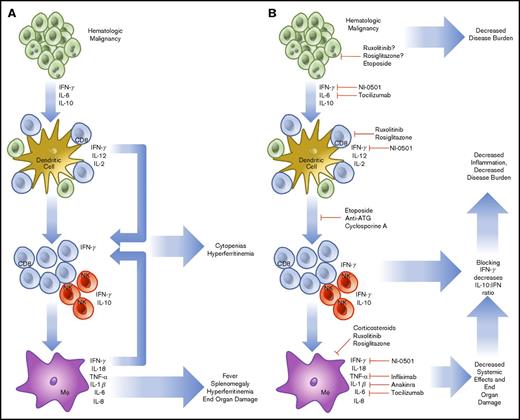 Figure 1. Pathophysiology and treatment strategies in malignancy-induced HLH. HMs are known to secrete cytokines (IL-6, IL-10, IFN-γ), which are able to further drive cell division and prevent the organized recruitment of CD8 T cells to the tumor microenvironment (A). These T cells and accompanying NK cells then secrete IL-2, further increasing the burden of cells, which are unable to effectively remove HM. In addition, cell turnover and cytokine production drives downstream activation of macrophages. Together, these components combine to create HLH, resulting in cytokine-driven cytopenias, hyperferritinemia, splenomegaly, and end-organ damage. To treat HLH, specific treatments to prevent T-cell recruitment, reproduction, and cytokine secretion are being used (B). The treatment regimen using etoposide, antithymocyte immunoglobulin, and cyclosporine includes the most broad approach and has demonstrated efficacy. More specific treatments are now in trial, including the anti-IFN-γ antibody, NI-0501. Approaches to alleviate activation of JAK1/2 using ruxolitinib and IL-6 secretion (tocilizumab) are also in trial. Several other agents are routinely used, including infliximab and anakinra, but are not consistently shown to demonstrate efficacy. NF-κB using rosiglitazone is also a potential target, but potentially complicated because of the wide-reaching effects of a blockade.