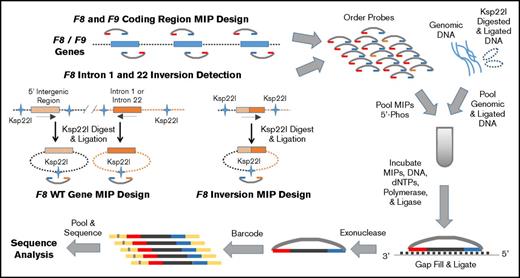 Figure 1. MLOF F8 and F9 MIP next-generation DNA sequencing strategy. Schematic of the MIP targeted sequencing of the F8 and F9 genes in hemophilia. First, MIPs were designed to capture all coding, 5′, and 3′ untranslated regions (UTRs) of both the F8 and F9 genes. Additional MIPs were designed to detect unique sequences produced when genomic DNA carrying one of the common F8 intron 1 or intron 22 inversions is digested with Ksp22I and ligated as well as the normal reference, or wild-type, F8 sequence. Genomic and Ksp22I digested and ligated DNA was prepped and mixed with pooled dephosphorylated MIPs, 2′-deoxynucleoside 5'-triphosphates (dNTPs), polymerase, and ligase for MIP target gap filling and ligation. MIPs were released by exonuclease digestion, and the library was individually bar-coded, pooled, and sequenced using an Illumina MiSeq or NextSeq (schematic adapted from O’Roak et al16). The resulting DNA sequence data were cleaned, subjected to quality control filters, aligned to the reference genome (hg37), and annotated for analysis in the clinical laboratory.