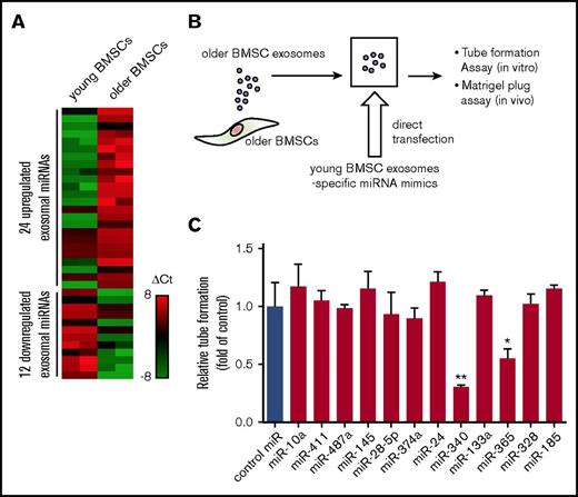 Figure 3. Differential miRNA expression profiles of exosomes derived from young and older BMSCs. (A) Differential miRNA expression of young and older BMSC exosomes was determined by TaqMan miRNA array analysis. (B) Schematic of the modification of older BMSC exosomes. Young BMSC exosome-specific miRNA mimics were transfected directly into older BMSC exosomes by Exo-fect. (C) Quantification of tube-like structures to determine the antiangiogenic effect of modified exosomes. Older BMSC exosomes transfected with miR-340 mimics (miR-340 exosomes) and older BMSC exosomes transfected with miR-365 mimics (miR-365 exosomes) significantly inhibited HUVEC tube formation in comparison with the control (older BMSC exosomes transfected with negative control miR; control miR) (control vs miR-340 exosomes; *P < .01, Student t test; **P < .001, control vs miR-365 exosomes). Values represent the mean ± SD. Ct, comparative threshold cycle.