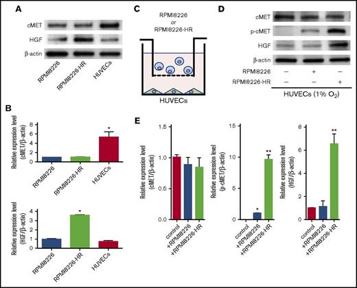 Figure 5. p-cMET and HGF protein levels vary in HUVECs cocultured with HR-MM cells. (A) Western blots showing the expression of cMET and HGF in MM cells (RPMI8226 and RPMI8226-HR) and HUVECs. (B) The intensities of cMET and HGF bands in panel A were quantified and normalized to the levels of β-actin (*P < .01 vs RPMI8226, Student t test, n = 3). (C) Schematic of the nonadherent coculture system of MM cells (blue) and HUVECs (green). MM cells and HUVECs were cocultured separately using a Transwell filter (polycarbonate membrane insert, 0.45-µm pores). (D) cMET, p-cMET, and HGF levels in HUVECs were measured by Western blotting after coculture with RPMI8226 or RPMI8226-HR cells under hypoxic conditions (1% O2). (E) The intensities of cMET, p-cMET, and HGF bands in panel D were quantified and normalized to the levels of β-actin (*P < .01; **P < .001 vs control (HUVECs only), Student t test, n = 3).