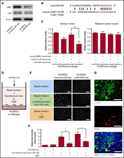 Figure 6. Regulation of HGF/cMET signaling in endothelial cells by exosomal miR-340 derived from young BMSCs. (A) Representative Western blots of the expression of cMET and HGF in HUVECs after treatment with older BMSC exosomes transfected with miR-340 mimics (miR-340 exo.) or negative control miR (control miR exo.). (B) The hsa-miR-340-binding site spanning nucleotides 1487–1508 (accession no. NM_000245) of the human cMET 3′-UTR was predicted to be evolutionarily conserved. The seed sequence of hsa-miR-340 (AAAUAU) is shown in red. (C) Luciferase reporter assay using a reporter plasmid containing the cMET 3′-UTR with the miR-340-binding site. The luciferase reporter vector to assess miR-340-specific activity contained complementary miR-340 sequences in its 3′-UTR. Normalized firefly luciferase activity was obtained according to firefly luciferase activity/β-gal activity. Sensor vector: the luciferase activity of HUVECs/Luc/β-gal (HUVECs co-transfected with luciferase reporter and β-gal control vectors) treated with young BMSC exosomes was significantly reduced in comparison with control cells (HUVECs only, *P < .01, n = 3). miR-340 exosomes (older BMSC exosomes transfected with miR-340 mimics) also reduced the luciferase activity in HUVECs in comparison with control miR exosomes (older BMSC exosomes transfected with negative control miR) (#P < .01, Student t test, n = 3). Using the mutated sensor vector, there was no difference in luciferase activity with or without exosomes. (D) Schematic of the endothelial cell tube formation assay to confirm the antiangiogenic effect of miR-340 exosomes. HUVECs were cultured on Matrigel in 3 types of medium (basal medium, basal medium supplemented with conditioned medium from RPMI8226-HR cells, or basal medium supplemented with HGF). (E) Endothelial tube formation in response to older BMSC exosomes transfected with miR-340 mimics (miR-340 exo.) observed under a bright field by phase-contrast microscopy. Scale bar, 500 µm. (F) Quantification of tube formation as shown in panel E. The conditioned medium from HR-MM (RPMI8226-HR) cells and HGF induced endothelial tube formation in vitro. Induction of tube formation by conditioned medium of HR-MM cells and HGF was inhibited by older BMSC exosomes transfected with miR-340 mimics (miR-340 exosomes) in comparison with the control (older BMSC exosomes transfected with negative control miR; control miR exosomes) (*P < .01, Student t test). Values represent the mean ± SD. (G) Immunohistochemical staining of CD31 (red) and p-cMET (green) in Matrigel plugs seeded with RPMI8226-HR cells at 3 weeks after transplantation into nude mice. Scale bar, 200 µm. med., medium.