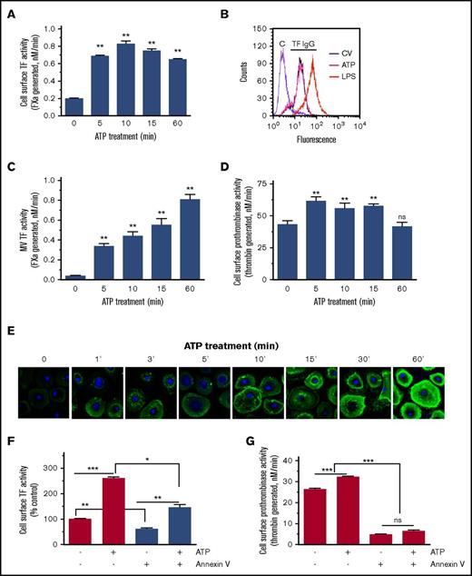 Figure 3. ATP stimulation enhances cell surface TF activity of macrophages and TF+ MVs release. (A) MDMs were treated with benzoyl-ATP (BzATP) (200 µM) for varying time periods, supernatants were removed, and cells were washed once. Cell surface TF activity was measured by adding FVIIa (10 nM) and FX (175 nM) and determining the rate of FXa generation in a chromogenic assay. (B) MDMs were treated with control vehicle or BzATP (200 µM, 15 minutes). MDMs were labeled with control IgG (“C”) or rabbit anti-human TF IgG and subjected to FACS analysis. As a positive control, MDMs were stimulated with LPS for 4 hours. (C) MDMs were treated with BzATP as described in panel A, and the cell supernatants were collected. MVs were isolated, and TF activity in MVs was measured in FX activation as described in panel A. (D) MDMs were treated with BzATP as described in panel A, and prothrombinase activity on the cell surface was measured by adding FVa (10 nM), FXa (1 nM), and prothrombin (1.4 µM). (E) MDMs treated with BzATP (200 µM) for varying times were stained with AF488–annexin V and subjected to fluorescence microscopy. In control, MDMs were incubated with a control vehicle for 60 minutes, and this panel was labeled as “0” ATP. (F-G) MDMs were pretreated with annexin V (400 nM) for 30 minutes and then stimulated with a control vehicle or BzATP (200 µM) for 10 minutes. Cell surface TF (F) and prothrombinase (G) activities were measured as described previously. *P < .05; **P < .01; ***P < .001 compared with the values obtained in MDMs treated with a control vehicle or as specified by bars in the figures.