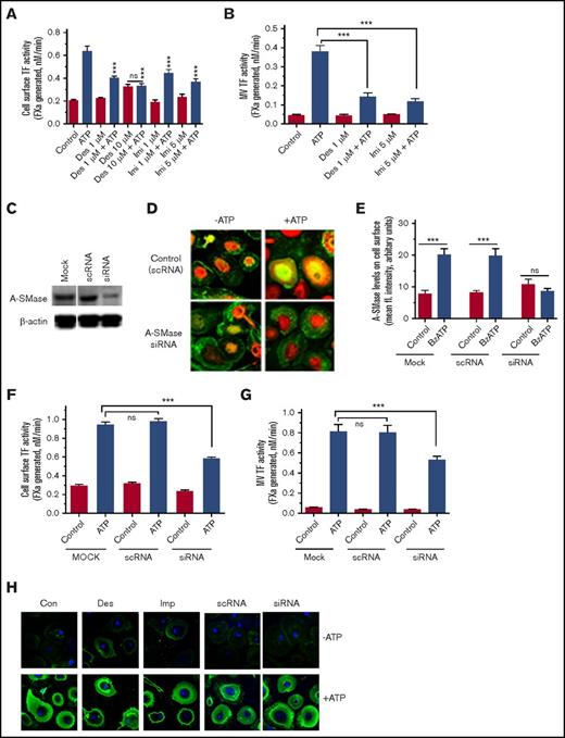 Figure 6. Inhibition of A-SMase attenuates ATP-induced TF decryption and TF+ MVs release in macrophages. (A-B) MDMs were treated with A-SMase inhibitors desipramine (Des) and imipramine (Imi) in SF-RPMI medium for 1 hour at 37°C. After that, MDMs were exposed to 200 μM BzATP in SF-RPMI at 37°C for 15 minutes, and cell surface TF activity (A), and MVs TF activity (B) were measured in FX activation assay using 10 nM FVIIa and 175 nM FX. (C) MDMs were subjected to mock transfection (transfection reagent alone) or transfected with scRNA or siRNA for A-SMase for 48 hours. Cell lysates were probed for A-SMase levels by immunoblot analysis. The same blot was also probed for β-actin as a loading control. (D) MDM cells transfected with a control scRNA or A-SMase siRNA were treated with a control vehicle or BzATP (200 µM) for 15 minutes. The cells were immunostained for A-SMase. (E) MDMs transfected with a mock transfection reagent, scRNA, and A-SMase siRNA were treated with a control vehicle or 200 μM BzATP for 15 minutes and immunostained for A-SMase. The fluorescence intensity of staining of A-SMase at the cell surface was quantified as described in the legend to Figure 4E. MDMs transfected with scRNA or siRNA for A-SMase were treated with a control vehicle or BzATP (200 µM) for 15 minutes, and TF activity at the cell surface (F) and MVs (G) were measured in FX activation assay. Mann-Whitney U test was used to determine the significance between control and experimental groups. ***P < .001. (H) MDMs pretreated with A-SMase inhibitors Des (10 µM) and Imi (5 µM) for 1 hour or transfected with scRNA or siRNA for A-SMase were treated with a control vehicle (−ATP) or BzATP (+ATP) for 15 minutes. The cells were stained with AF488–annexin V to evaluate PS exposure.