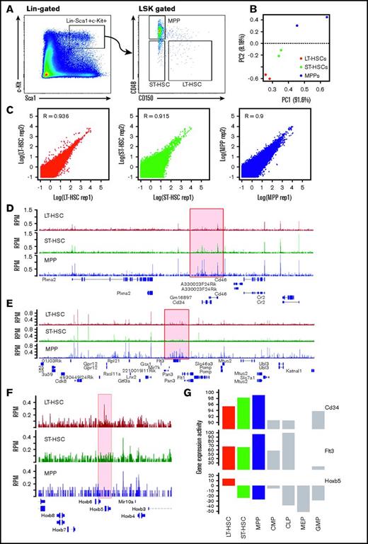 Figure 1. ATAC-seq provides the open chromatin landscape of LT-HSCs, ST-HSCs, and MPPs. (A) Representative flow cytometry results to assess the Sca1+c-Kit+ population of cells, then to further distinguish LT-HSCs, ST-HSCs, and MPPs using the CD150 and CD48 combination of markers. (B) PCA for read counts of bins genome-wide among ATAC-seq samples. (C) Scatterplot and Pearson correlation of ATAC-seq data between 2 biological replicates for each of the 3 HSC cell types (LT-HSCs, ST-HSCs, and MPPs). (D-F) Browser track plot of ATAC-seq signal (RPM) in the genomic regions around CD34, Flt3/Flk2, and Hoxb5, respectively. (G) Gene expression activity of CD34, Flt3/Flk2, and Hoxb5 in different types of blood cells. Expression data collected from Gene Expression Commons (https://gexc.stanford.edu). Gene expression activity ranged from −100 (most inactive) to 100 (most active). MEP, megakaryocyte-erythroid progenitor.
