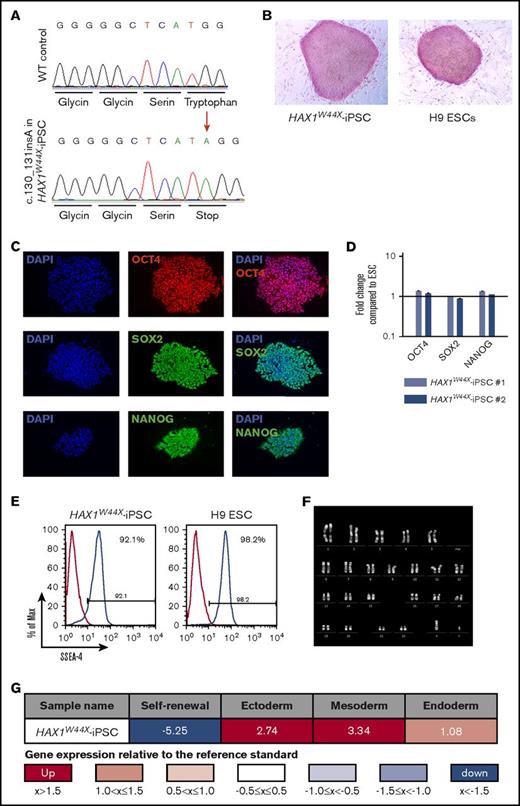 Figure 1. Characterization of patient-derived HAX1W44X-iPSC. Generated HAX1W44X-iPSCs were compared with H9 ESCs and showed activation of their pluripotency network. (A) Sanger sequencing of HAX1W44X-iPSCs confirmed the c.130_131insA mutation leading to a stop codon in exon 2 of HAX1. (B) High expression pattern of alkaline phosphatase in ESCs was also detectable in generated iPSCs. Original magnification ×100; Naphthol/Fast Red Violet Solution. (C-D) Detection of pluripotency factors OCT4, SOX2, and NANOG by (C) immunohistochemistry (original magnification ×200) and (D) quantitative RT-PCR (n = 3, reference bar represents H9 ESC). (E) Flow cytometric quantification of ESC surface marker SSEA-4. (F) Karyotype analysis showed no chromosomal aberrations after reprogramming in HAX1W44X-iPSCs. (G) Upon undirected EB-based differentiation, scorecard assays demonstrated the capability of generated iPSCs to differentiate in all 3 germ layers. Pluripotency genes were strongly downregulated. EB, embryoid body.