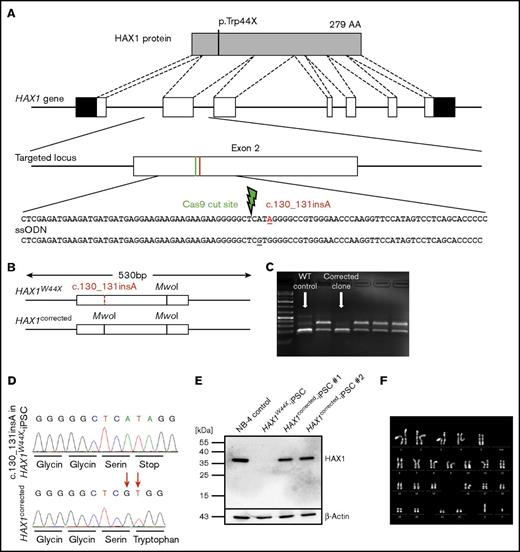 Figure 2. Targeted correction of c.130_131insA restored HAX1 protein expression. (A) Schematic overview of the HAX1 protein and the corresponding genomic locus including the location of c.130_131insA insertional mutation, which leads to a premature stop codon. The c.130_131insA mutation and the location of the double-strand break are indicated in red and green, respectively. The ssODN provided the corrected sequence and a silent mutation in the serine codon upstream of the mutation site. (B-C) Upon successful correction, a restriction site for MwoI was gained in exon 2 that was used to distinguish corrected clones from uncorrected after agarose gel electrophoresis (C). In corrected and WT clones, the additional MwoI site would cut the 530-bp amplicon into 2 fragments of ∼190 bp and 1 fragment of 144 bp. Digestion of uncorrected clone amplicons lead to bands of 336 and 194 bp. (D) The corrected sequence and the silent mutation in the serine codon were detected via Sanger sequencing. (E) The 2 healthy isogenic cell lines and the positive control NB-4 cells expressed HAX1 protein analyzed by western blotting. HAX1W44X-iPSCs showed no HAX1 expression. (F) Normal karyotype with no chromosomal aberrations could be detected in HAX1corrected-iPSCs.